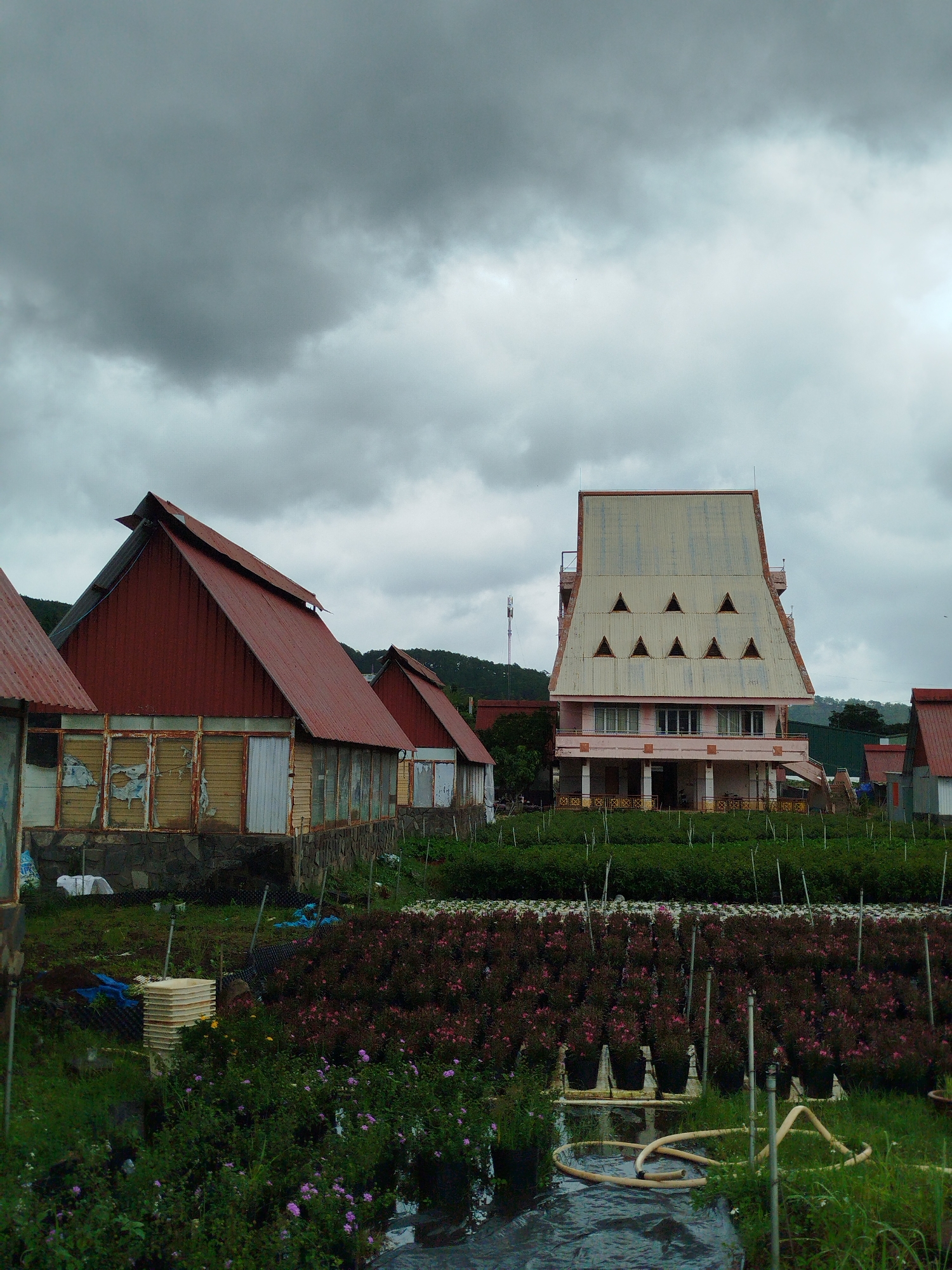 In K'Long, Vietnam, under a cloudy sky, a collection of buildings and horticultural displays are visible. In the foreground, rows of dark-colored plants with sparse pink flowers are planted in pots and arranged on a tiered structure. Behind them, a dense green hedge forms a backdrop. To the left, a white plastic object resembling stacked trays sits on the grass. Further into the scene, several rustic, red-roofed buildings with weathered wooden siding and large, glass-paneled windows line a walkway. The windows show signs of damage and wear, with some panels missing or covered. Adjacent to these structures is a larger, multi-story building with a distinctive, steeply sloped roof. This building is pink on its lower levels and features a light-colored, corrugated metal roof with a repeating pattern of small triangular windows. A telecommunications tower stands in the distance to the left, and rolling green hills are visible beyond the buildings. The overall atmosphere is subdued, possibly due to the overcast weather.