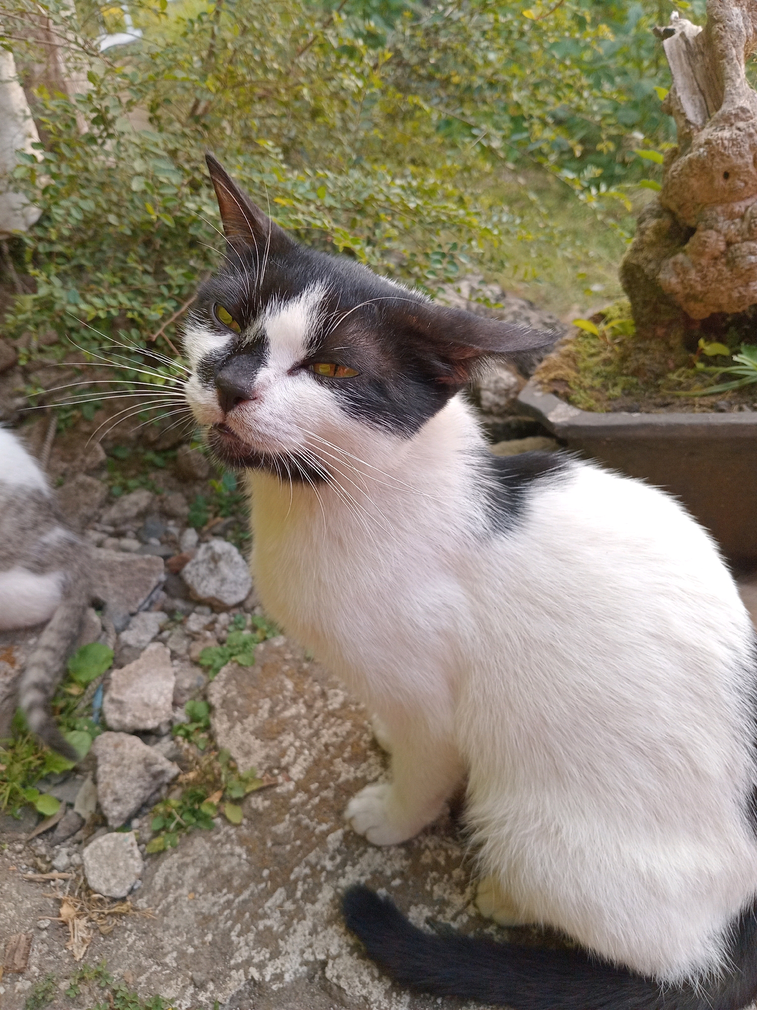 A black and white cat with yellow eyes is sitting on a concrete surface in an outdoor environment. The cat is looking to its left, with its ears pointed up and slightly back. Its mouth is slightly open, revealing its tongue. In the background, there are green bushes and a weathered wooden structure. To the left of the frame, another cat's tail, with black and grey stripes, is visible. The ground is covered with rocks and small green plants. The image appears to have been taken in Claket, Indonesia, given the specific prompt information.