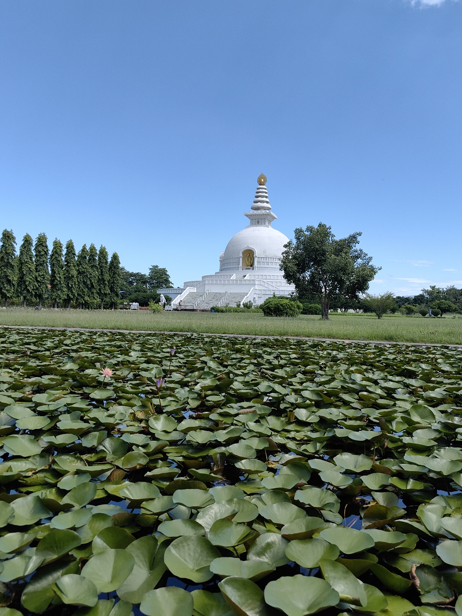 In Parsa, Nepal, a white Buddhist stupa stands tall against a clear blue sky. The stupa is adorned with a golden spire and is surrounded by lush green grass. In the foreground, a pond is filled with vibrant green lily pads, some of which are in bloom with delicate pink and purple flowers. A line of tall, slender trees forms a backdrop to the stupa on the left side of the image, while a solitary tree stands to the right. The scene evokes a sense of peace and tranquility.