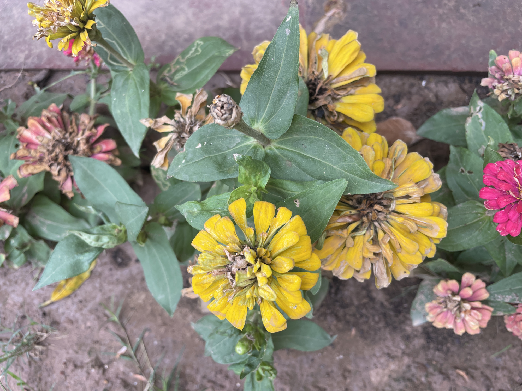 The image depicts a cluster of zinnias in varying stages of bloom and decay. The flowers exhibit colors ranging from yellow to pink and magenta. Some flowers are partially withered with dry petals, while others appear relatively fresh. The leaves are green with noticeable venation. The plant is growing on soil near a brick structure. The image suggests an outdoor location with a garden. There is no indication of the specific location or activity within Chandigarh, India.