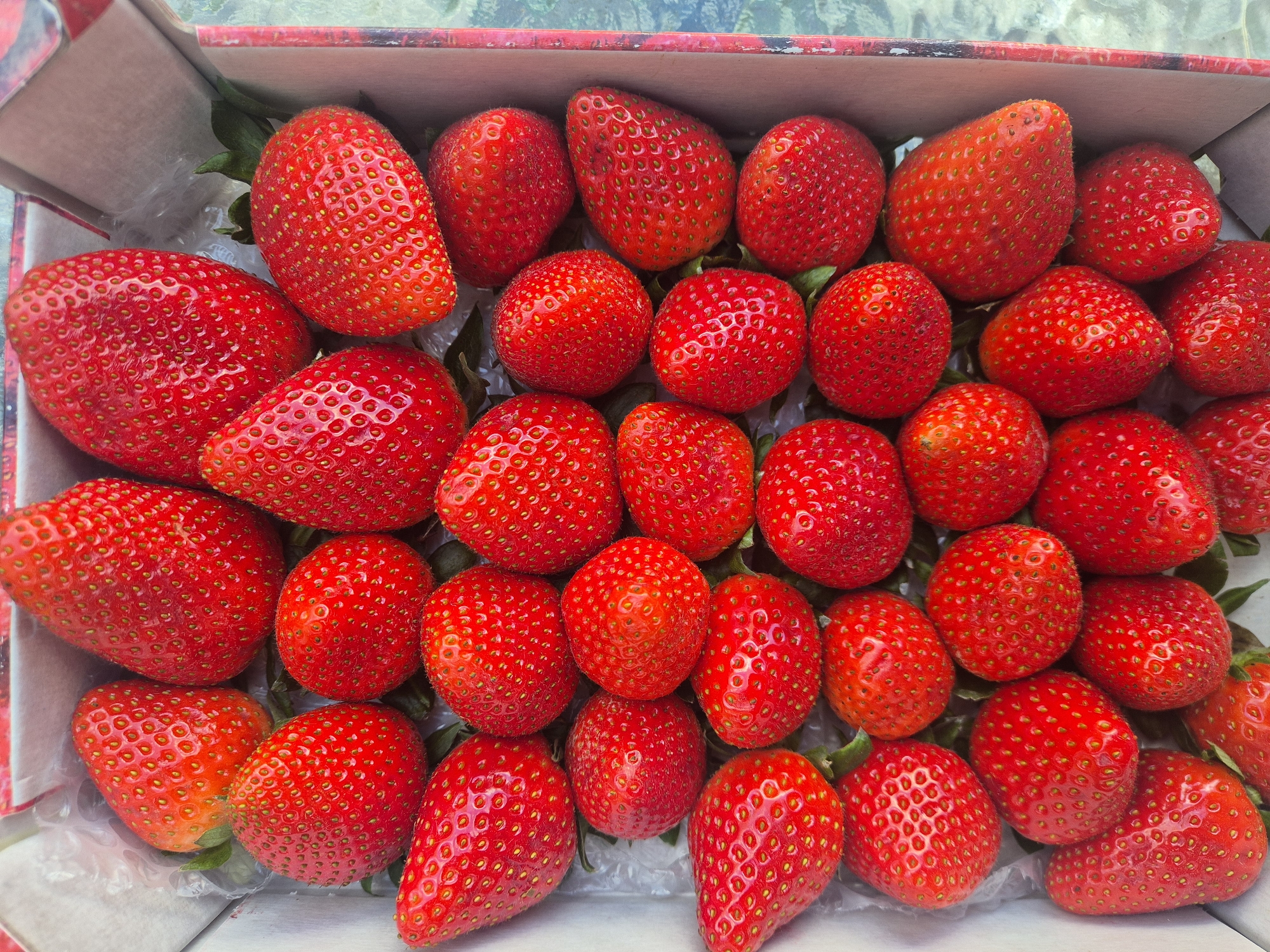 A close-up, high-angle shot shows a box filled with ripe, red strawberries. The strawberries are densely packed, with varying shapes and sizes. The box appears to be made of cardboard, with a floral design visible on the edges. The background is blurred, suggesting a shallow depth of field. The location and specific details about the city of West Suffolk, United Kingdom are not discernable from the provided image.
