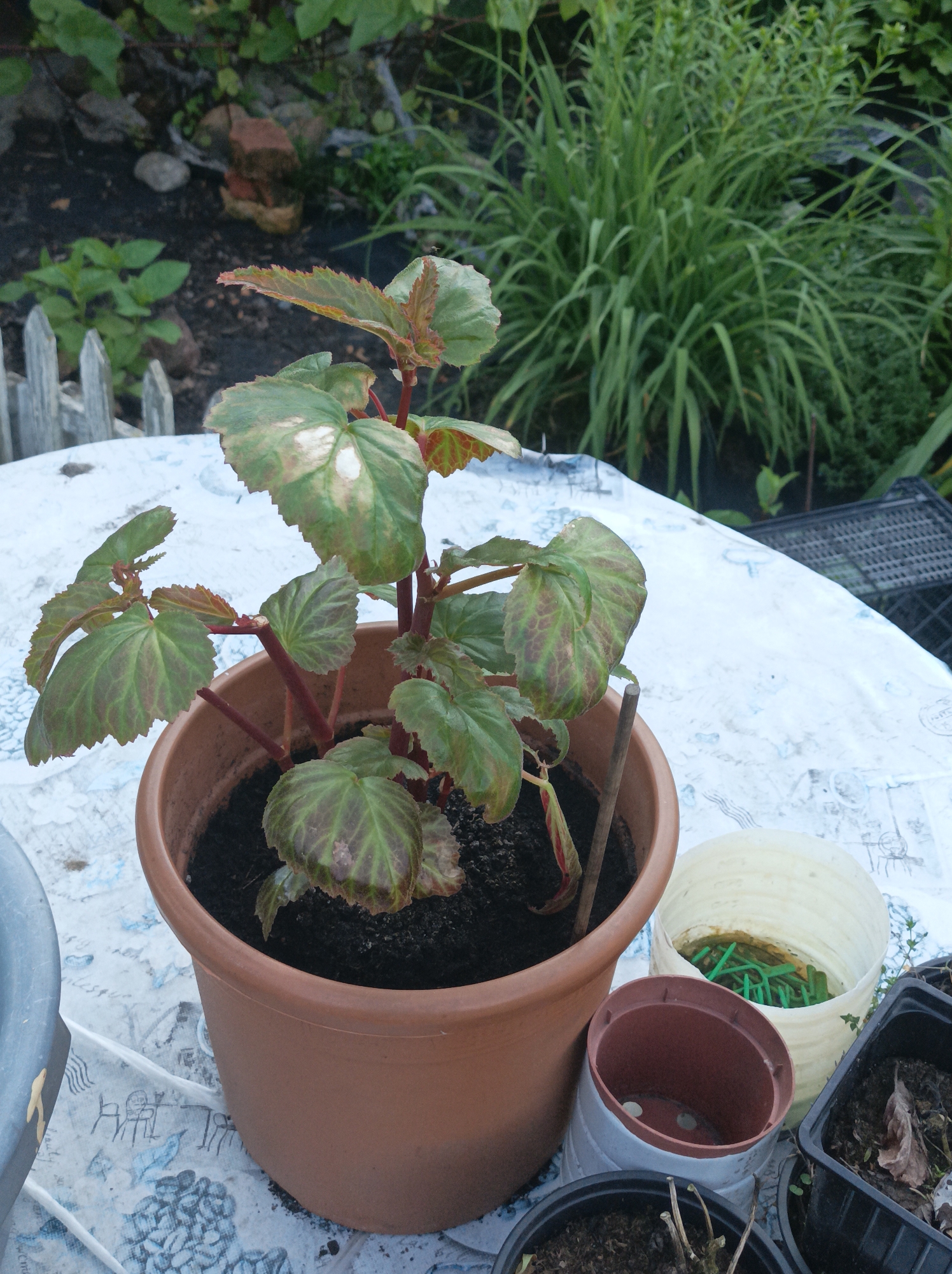 A potted begonia plant with reddish-brown stems and green leaves, some with brown and white patches, is placed on a table covered with a patterned tablecloth. The pot is brown plastic and filled with dark soil. Several other smaller pots, one containing green ties, are visible on the table around the main plant. In the background, there is dark soil with scattered rocks and green vegetation. A short, light-colored wooden fence is also visible. The overall setting appears to be outdoors, likely a garden or patio area. The image was taken in the village of Sharapilawski Sieĺski Saŭet, Belarus.