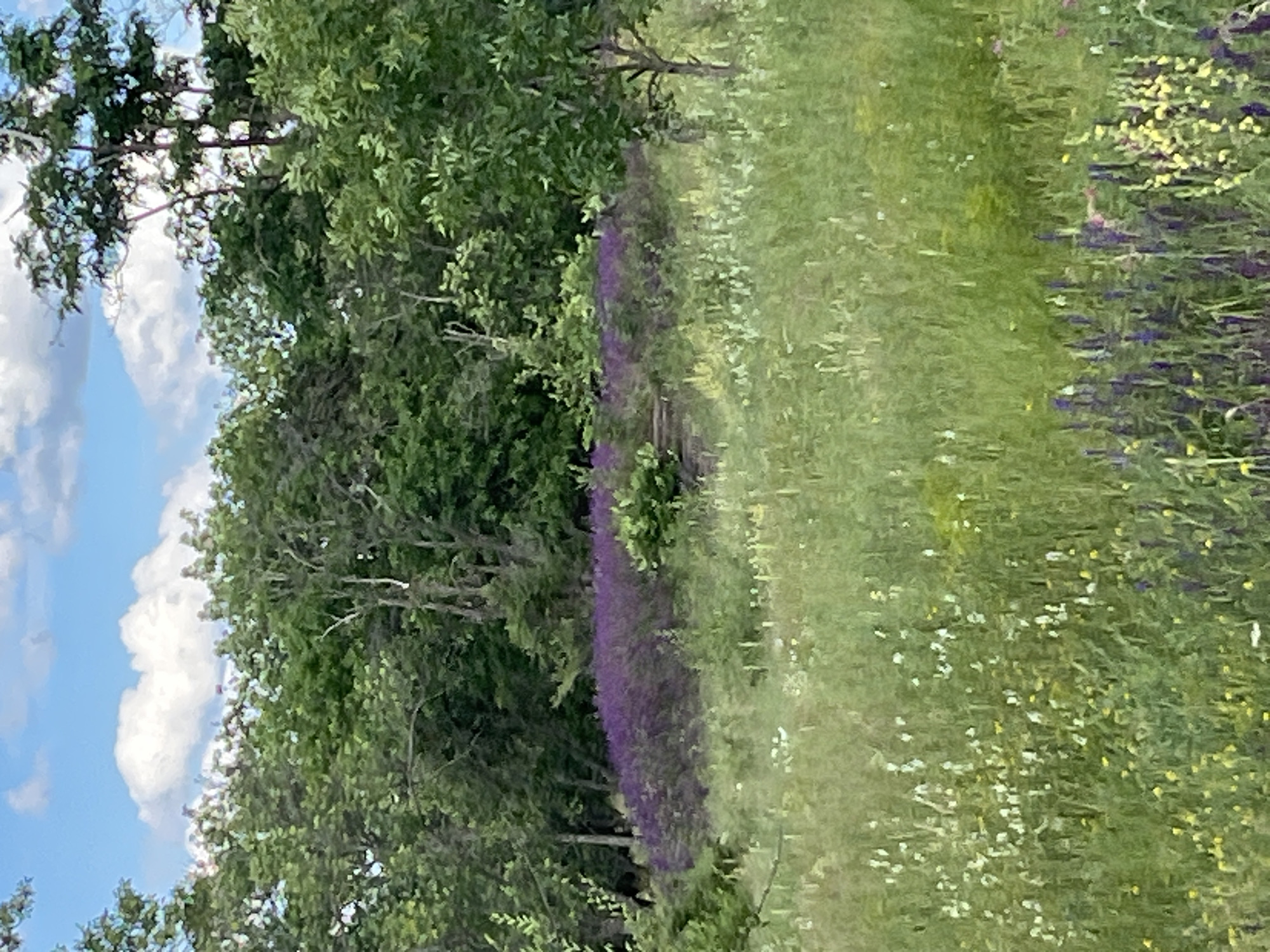 The image depicts a serene natural landscape, likely a meadow or park area, with a backdrop of lush green trees under a partly cloudy sky. In the middle ground, a dense bed of vibrant purple flowers stretches horizontally, creating a striking visual contrast with the surrounding greenery. The foreground is a field of tall green grass interspersed with various wildflowers, including small white blossoms and patches of yellow and purple flowers. A single, slender tree stands to the right of the frame, its branches reaching towards the sky. The scene evokes a sense of tranquility and natural beauty, characteristic of a rural or semi-rural setting. Without specific landmarks or identifying features, pinpointing the exact location within Shyroka Dacha, Ukraine, is not possible from the visual information alone.