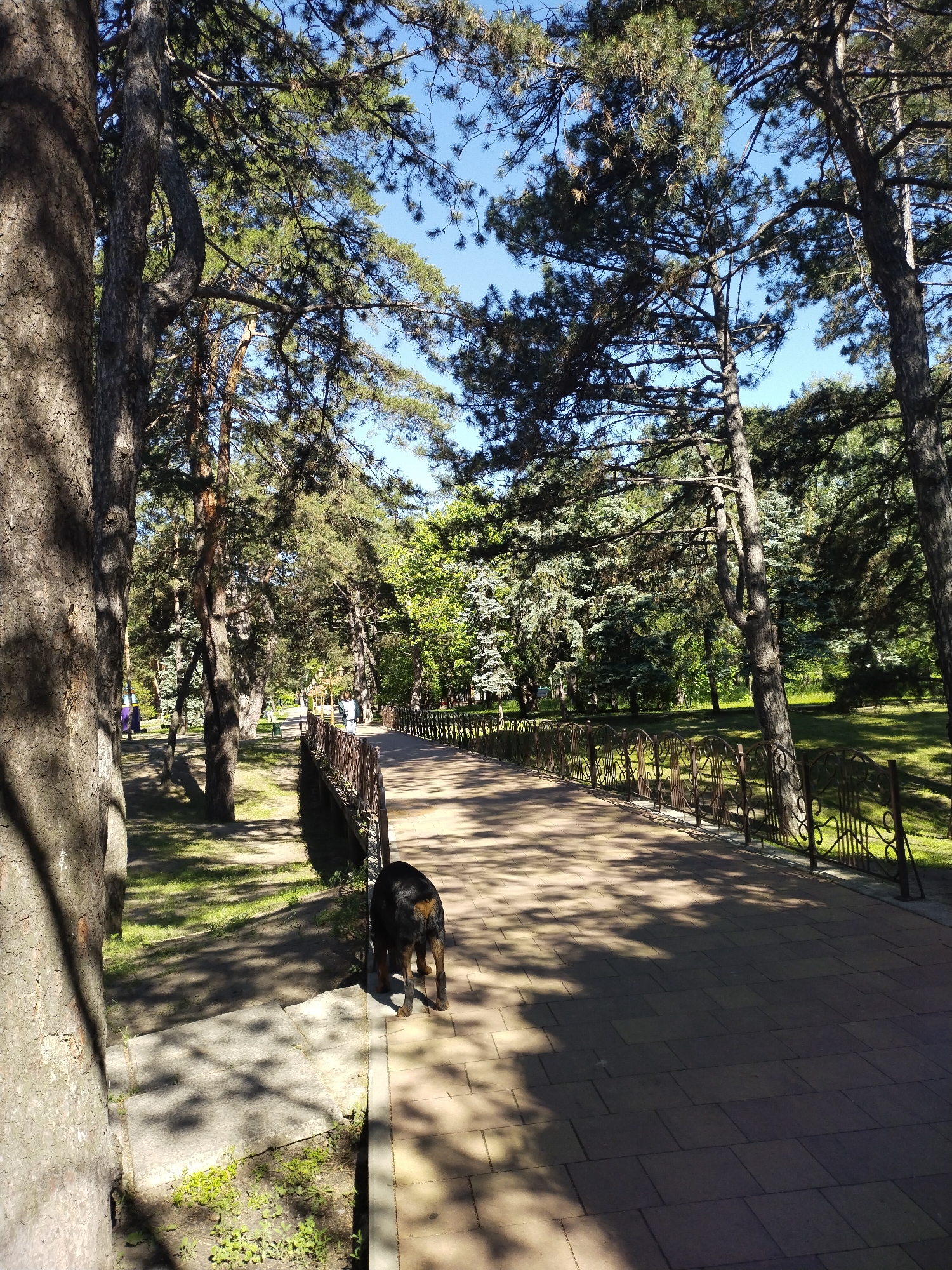 A black and tan dog stands on a brick path in a park. The path is bordered by a decorative metal fence on one side and trees on the other. The scene is illuminated by sunlight filtering through the trees, casting shadows on the path. The location is a park in Horishni Plavni, Ukraine. Other people are walking down the path.