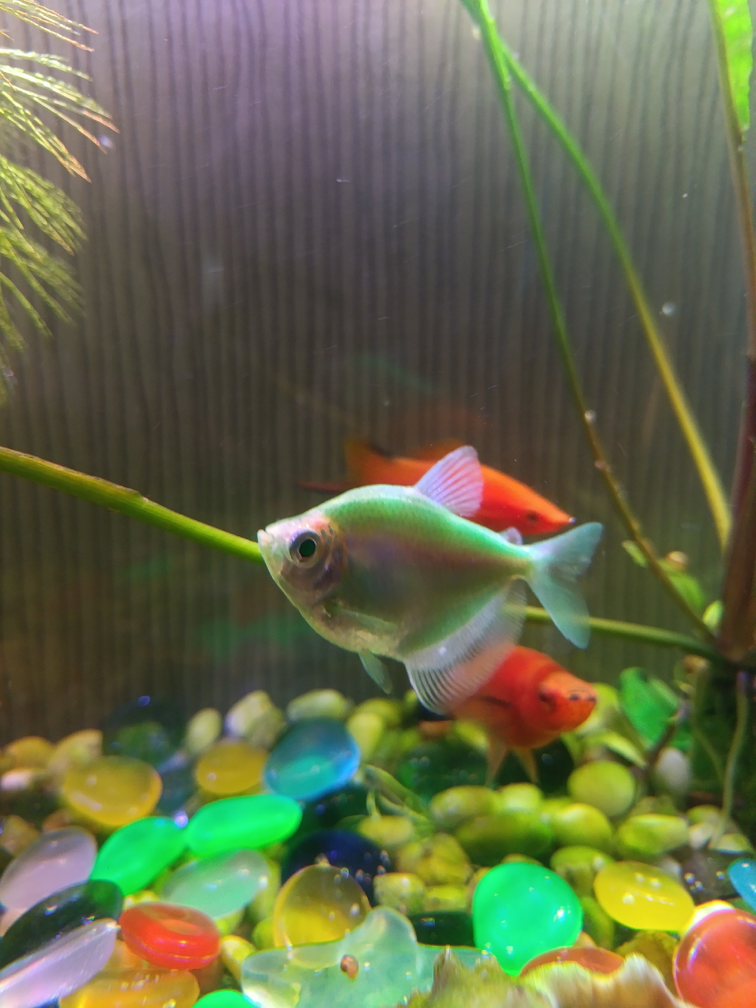 This is a close-up, eye-level shot of a freshwater aquarium. The main subject is a single glo-fish, a genetically modified tetra, which has a translucent, pale green body with iridescent highlights and a pale pink dorsal fin. The fish is positioned in the center left of the frame, facing left, with its eye visible. Behind it, another fish, possibly also a tetra, is partially visible and appears bright orange. The aquarium's background is a dark, textured surface, possibly wood grain. In the foreground, the bottom of the tank is covered in colorful, smooth, rounded pebbles in shades of yellow, green, blue, red, and clear. Aquatic plants with thin, green stems and feathery leaves are present, one in the upper left and another taller, thicker stem on the right. The water is clear, and there are a few small bubbles visible. The lighting appears to be artificial, typical of an aquarium setup, with some light reflecting off the surfaces of the fish and pebbles. The scene is static, with no discernible action or interaction beyond the presence of the fish within their environment.