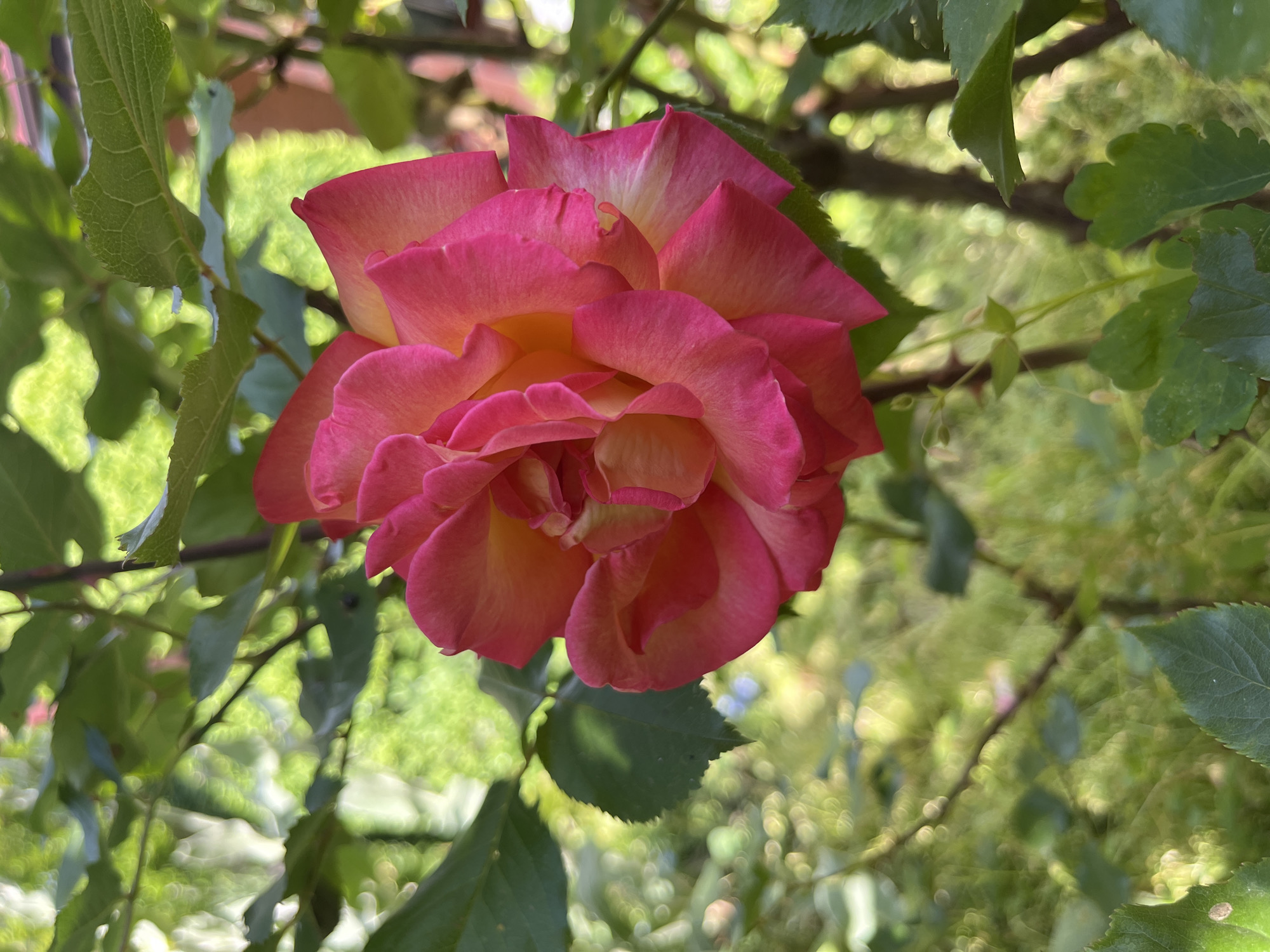 A pink and yellow rose blossom is in focus in the center of the frame. The rose is surrounded by leaves and branches. The background is a blurry green. The location is Unknown, Unknown.