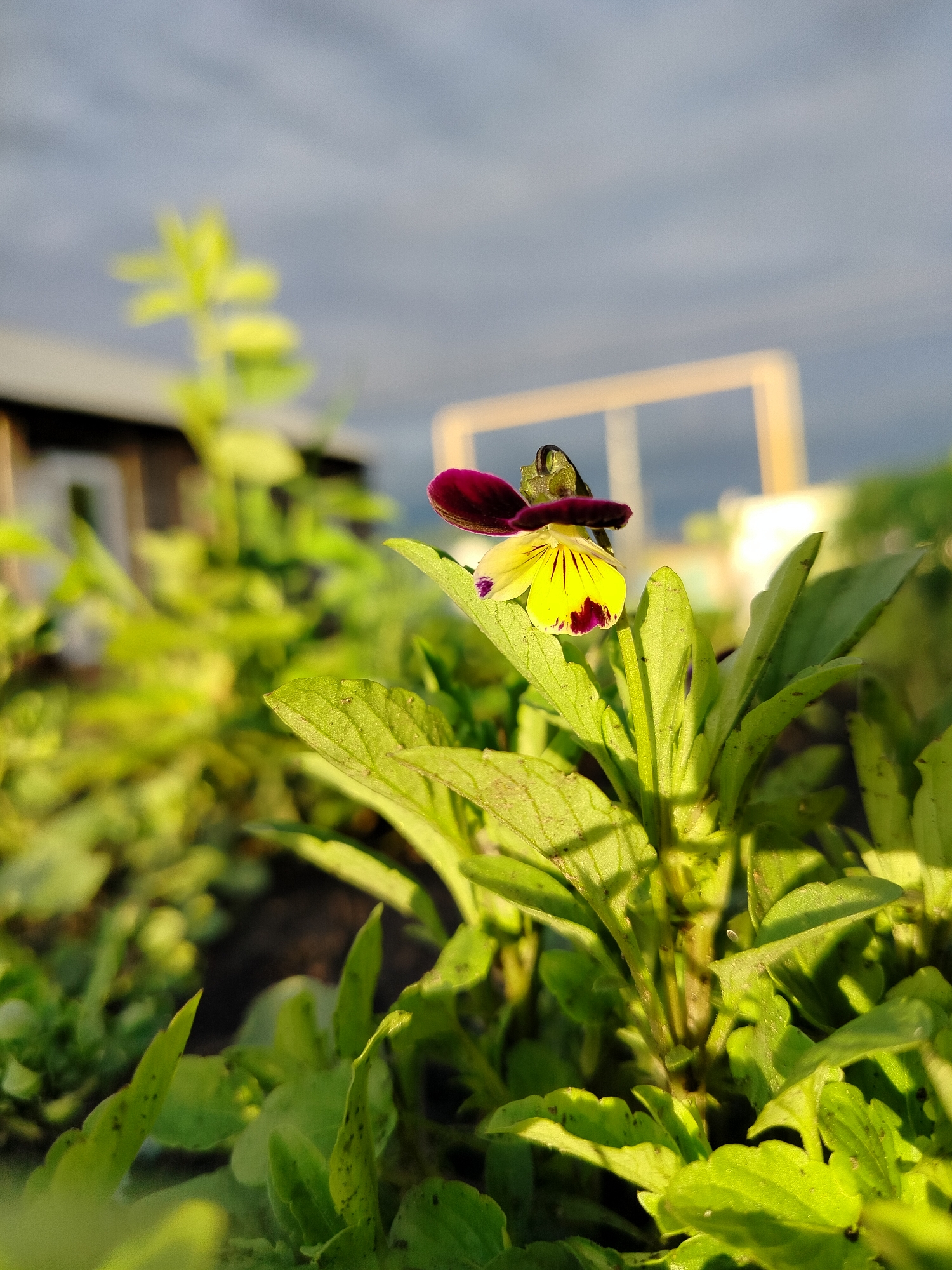 This is a close-up, low-angle photograph of a single pansy flower. The flower has purple petals on top and a yellow center with dark purple markings and veins. It is surrounded by lush green leaves and foliage, which are sharply in focus in the foreground and blur into the background.
In the background, out of focus, a wooden building with a dark roof is visible to the left. To the right, a white structure, possibly a fence or garden trellis, is illuminated by soft light. The sky above is a mix of gray clouds and patches of blue, suggesting it might be late afternoon or early evening, possibly after a period of rain. The lighting is warm and golden, indicating the sun is low in the sky.
The overall impression is one of a peaceful, natural setting, likely a garden in a rural area. The focus on the delicate flower and the soft, natural light create a serene and tranquil mood. No text is visible in the image. The location context provided is Вазерки, Russia.
