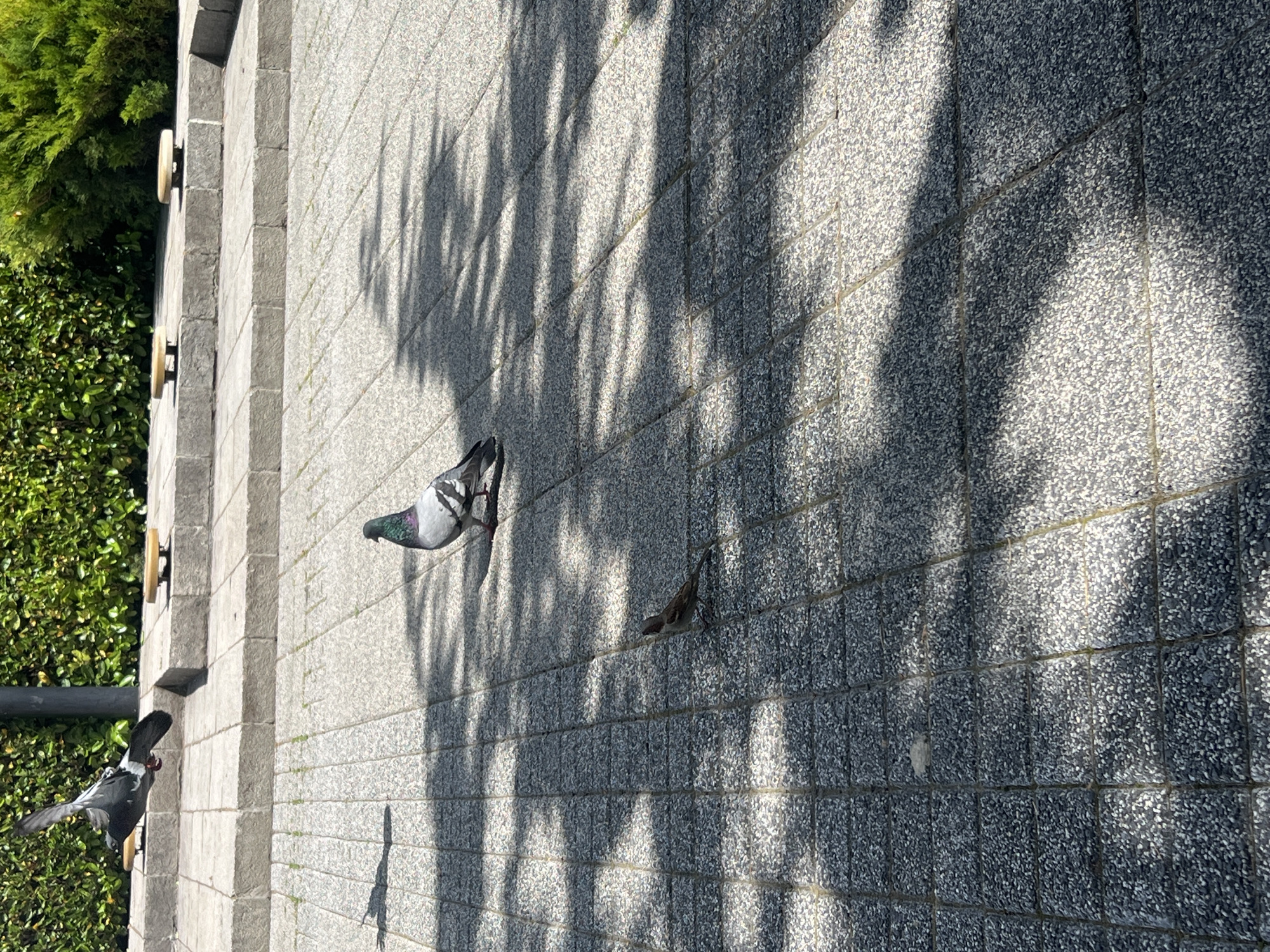 The image depicts a ground-level view of a tiled area near a wall and greenery, likely in an outdoor urban setting. Three birds are present. One pigeon is standing, another is flying, and a third smaller bird is on the ground. Light and shadow play across the tiled surface, suggesting dappled sunlight filtering through trees. The specific location in Plovdiv, Bulgaria, is not discernible from the image.