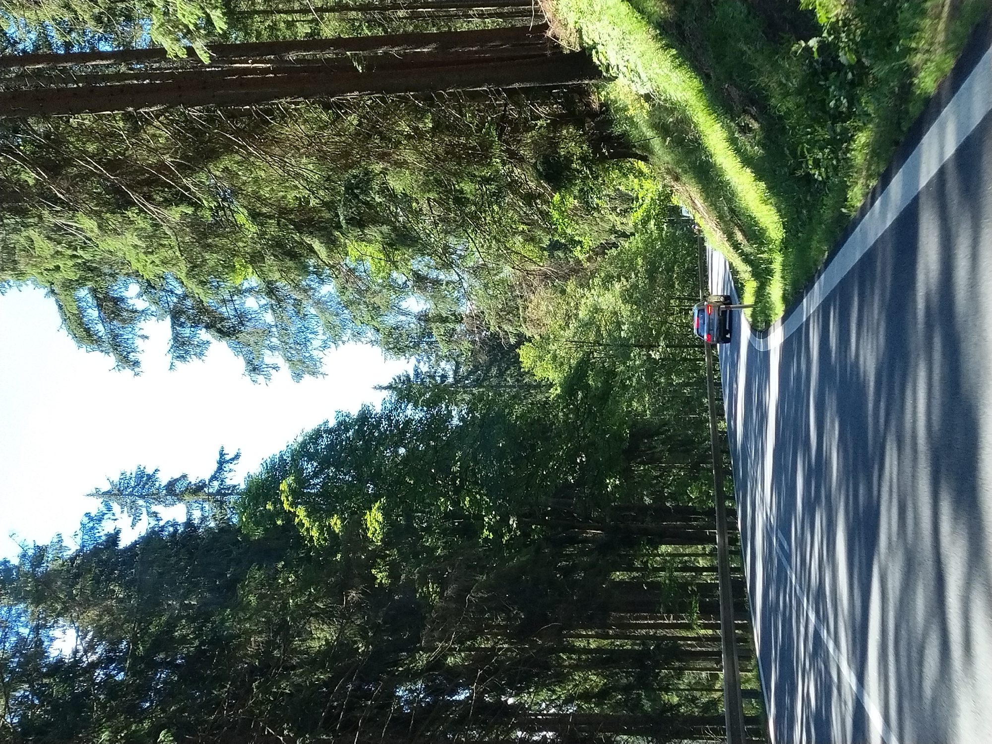 The image depicts a paved road winding through a dense forest of tall coniferous trees. The road has a white double line down the center and a white line marking the edge on the right side. Sunlight filters through the trees, casting dappled shadows on the asphalt. A silver car is driving on the road, approaching a curve to the right. The forest floor on the right side of the road is covered in lush green grass and vegetation, illuminated by sunlight. The trees on both sides of the road create a canopy overhead, with some branches reaching over the road. The sky is visible in the upper portion of the image, appearing bright and clear. The scene suggests a drive through a natural, forested area.