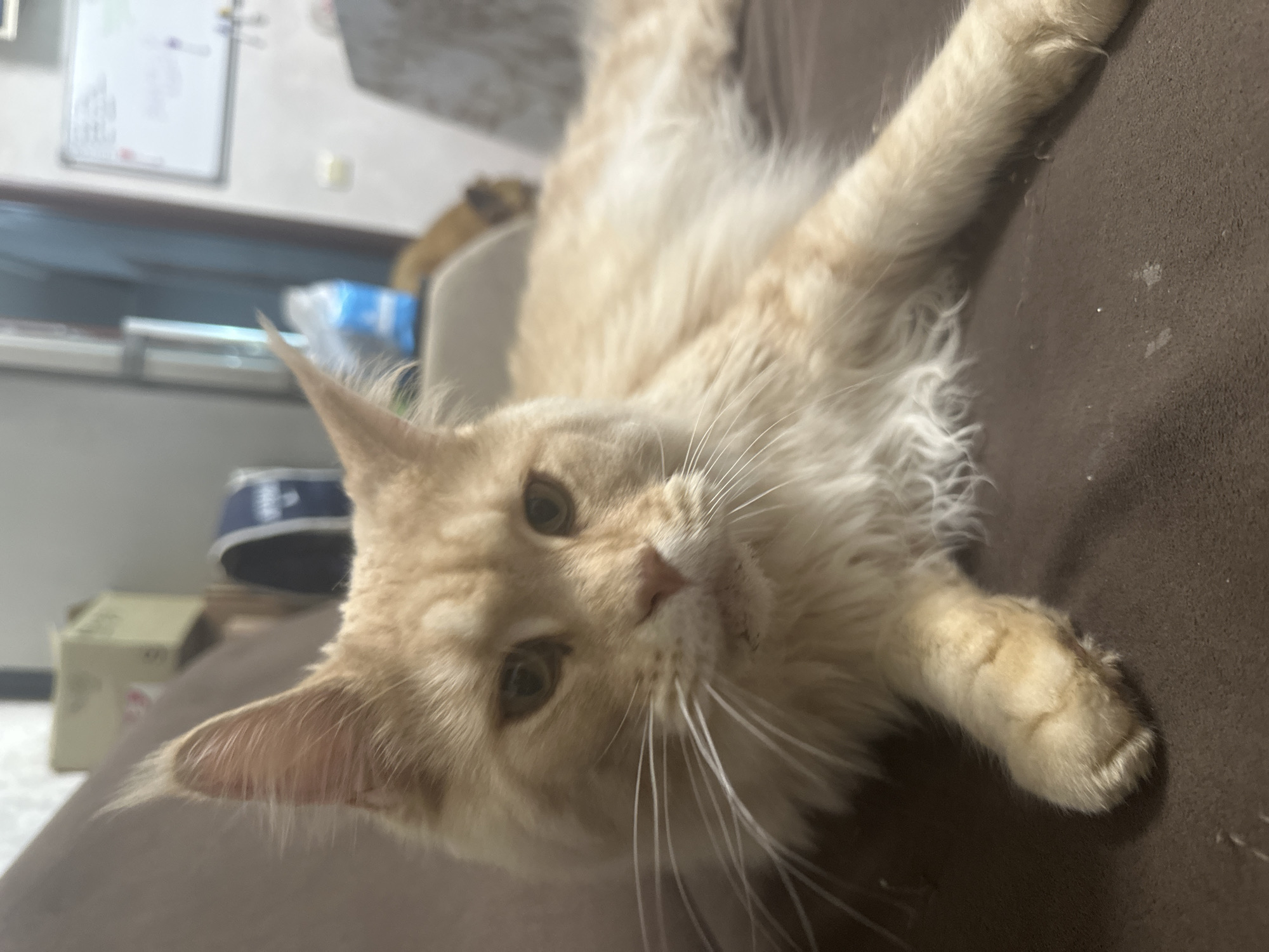 The image shows a close-up of a fluffy, light orange cat lying on a dark brown surface. The cat's head is turned towards the camera, with its eyes looking directly at the viewer. The cat has prominent whiskers and large, expressive ears, with one ear visible pointing upwards and the other slightly tilted. The cat's fur is long and appears soft. The background is out of focus but shows some hints of an indoor environment, possibly a room with some objects like boxes and a blue container visible. The lighting suggests it is daytime. The overall mood conveyed is relaxed and perhaps a bit curious, given the cat's direct gaze. There is no visible text in the image.