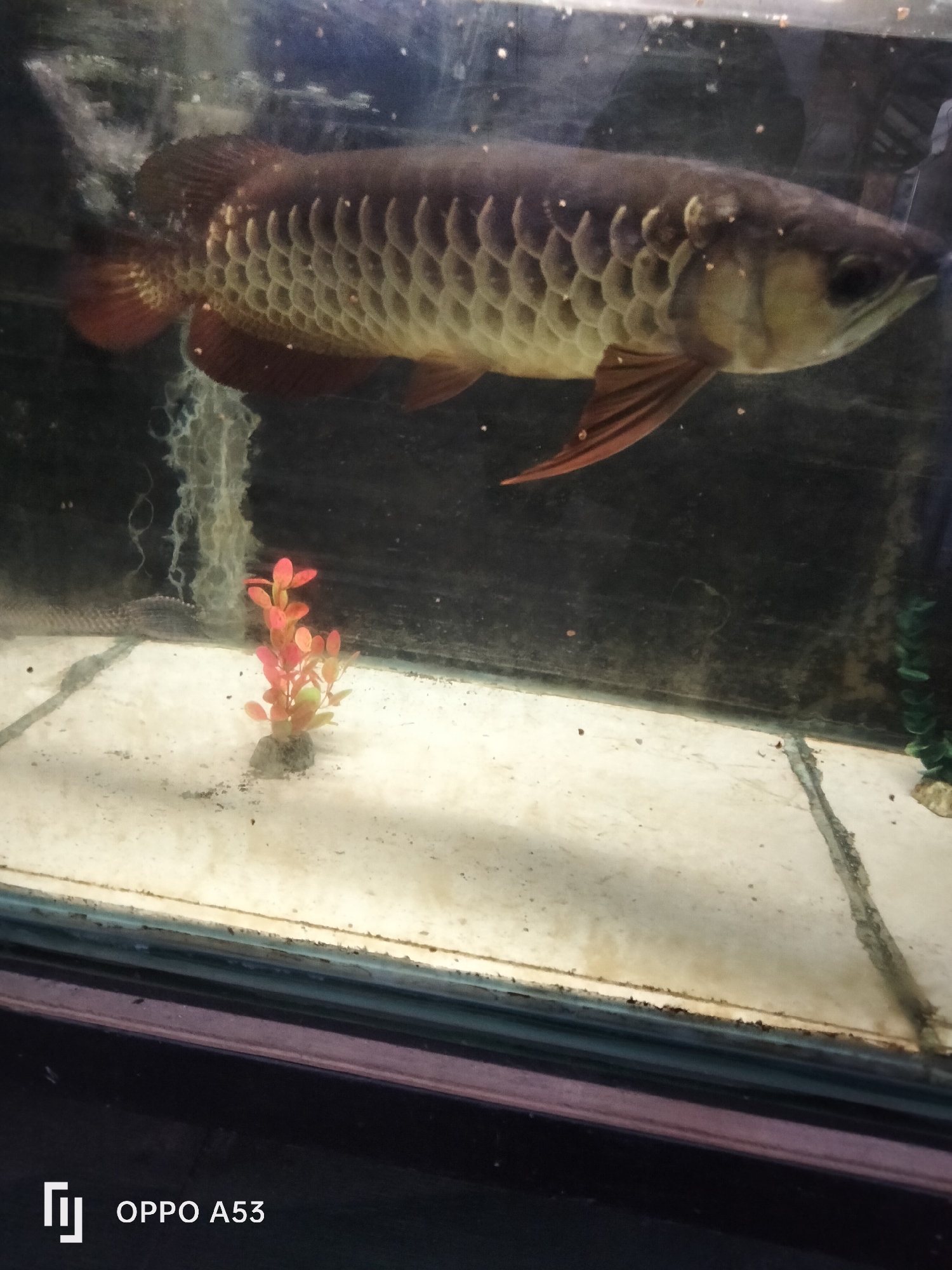 A large, dark-scaled fish, likely an Arowana, swims in a dimly lit aquarium. The fish has prominent scales and reddish fins. The aquarium floor is sandy and speckled with debris. A small, artificial plant with red and orange leaves sits in the center of the aquarium. The water appears somewhat murky. The background is dark and indistinct. The image is watermarked with "OPPO A53". This image was likely taken in a domestic setting or a pet store in Denpasar, Indonesia.
