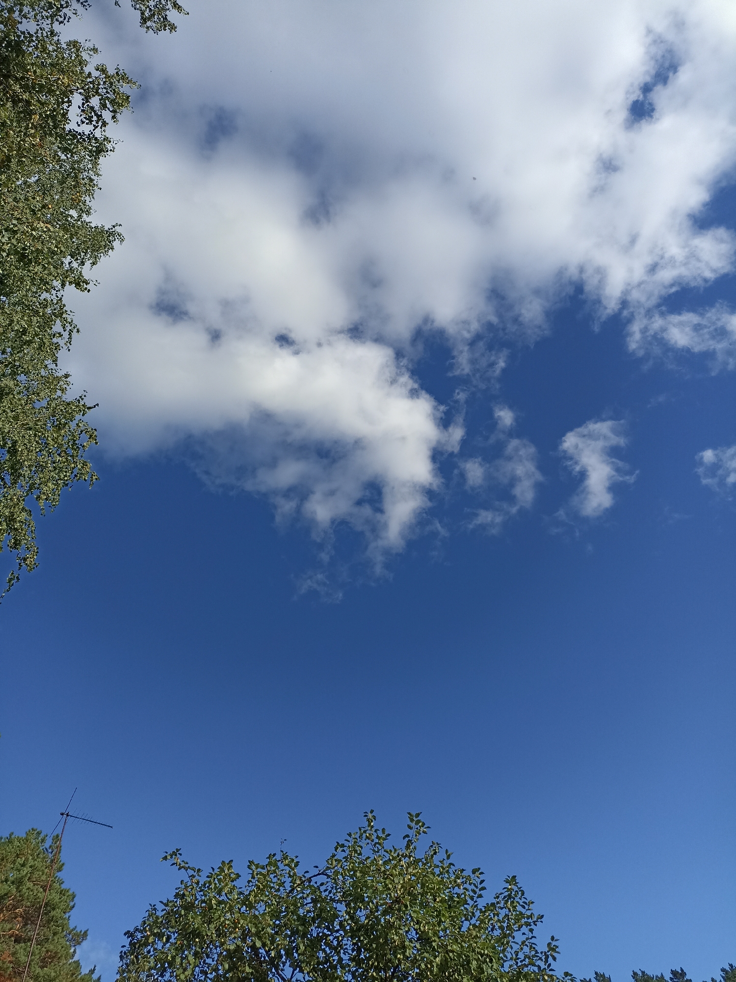 This is a low-angle, outdoor, daytime photograph of a clear blue sky with scattered white clouds. In the upper left corner, the green leaves and branches of a tree extend into the frame. Along the bottom edge, the tops of more green trees and a television antenna are visible against the sky. The scene appears to be in an outdoor, possibly rural or suburban, environment, with the natural elements dominating the composition. There are no people or animals visible in the image. The location is specified as Mochische, Russia.