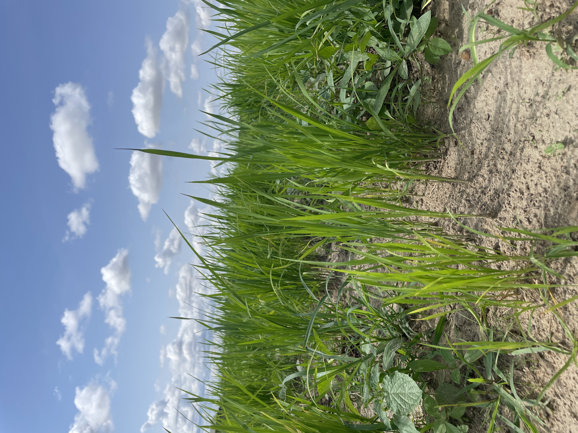 The image shows a low-angle view of a field of young green crops under a bright blue sky with scattered white clouds. The crops are dense and appear to be in rows in some areas, with sandy soil visible between them. The vegetation is lush and vibrant green. The scene depicts a rural or agricultural setting. There are no people or animals visible in the image. The overall impression is one of growth and nature. There is no indication of the location in the city of Unknown, Nigeria.