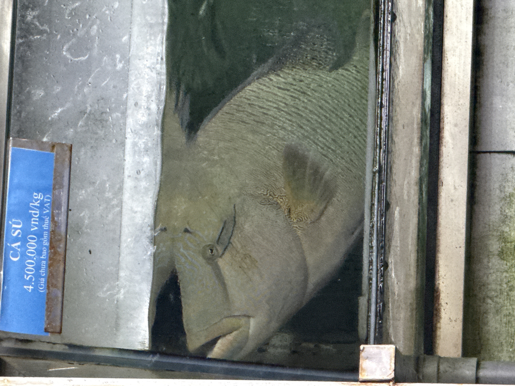 A medium shot depicts a large, light greenish-gray fish, possibly a wrasse, confined within an aquarium or display tank. The fish is positioned close to the glass, its head and part of its body visible. Its eye is prominent, and its mouth is slightly open. The body has a patterned texture.
A blue sign is affixed to the left side of the tank, displaying the text "CÁ SÚ 4.500.000 vnd/kg (Giá chưa bao gồm thuế VAT)."
The tank appears to be constructed of clear glass or acrylic panels, with metal framing. The environment looks to be a seafood restaurant in Đà Nẵng, Vietnam. The overall lighting is somewhat dim, with the focus on the fish in the tank.