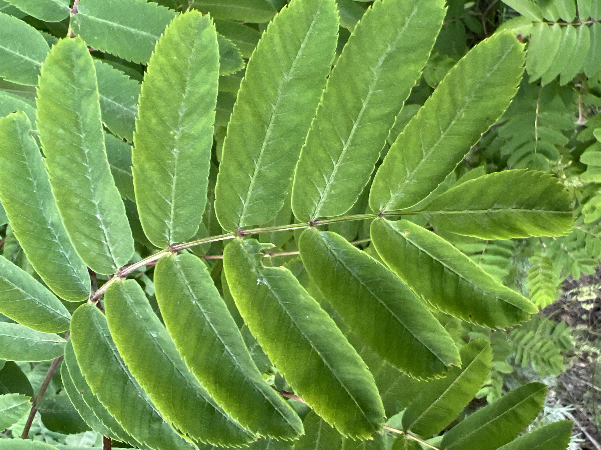 The image presents a detailed close-up of vibrant green, pinnately compound leaves from a plant, observed in Saint Petersburg, Russia. Multiple leaflets, elongated with an ovate to oblong shape, are arranged along a central reddish-brown stem (rachis). Each leaflet features clearly defined, regularly serrated margins and visible venation, including a prominent central midrib and branching secondary veins. The leaf surfaces are uniformly green, exhibiting slight textural variations and natural light reflections. The background consists of out-of-focus green foliage and shadowed ground, indicating an outdoor, natural setting. No human subjects, distinct artificial objects, or specific actions are discernible within the frame.
