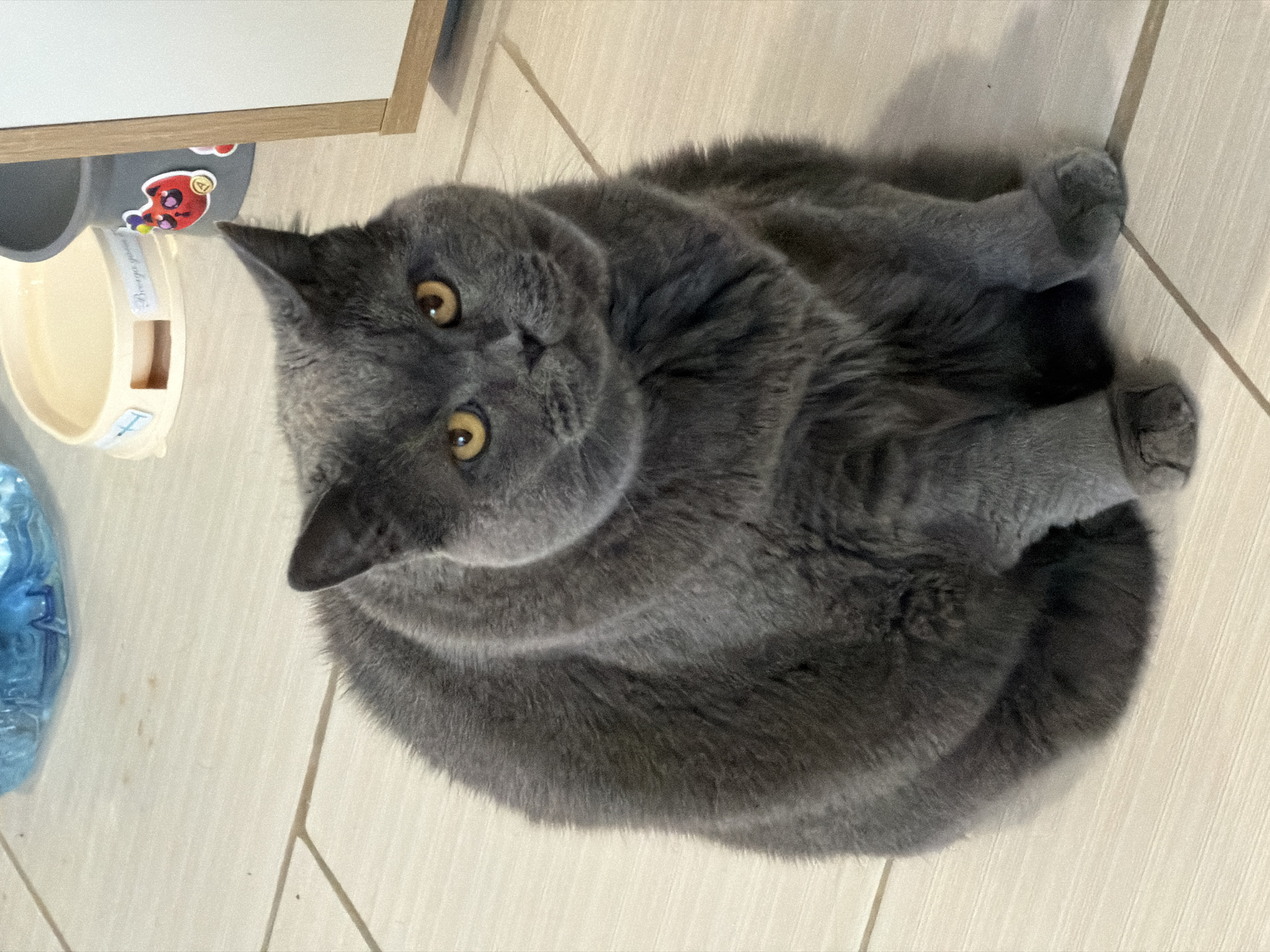A grey British Shorthair cat is lying on a beige tiled floor. The cat has golden eyes and is looking upwards towards the camera. To the left of the cat is a cat food dispenser with a red and black ladybug sticker and a plastic water bottle. The location is Moscow, Russia.