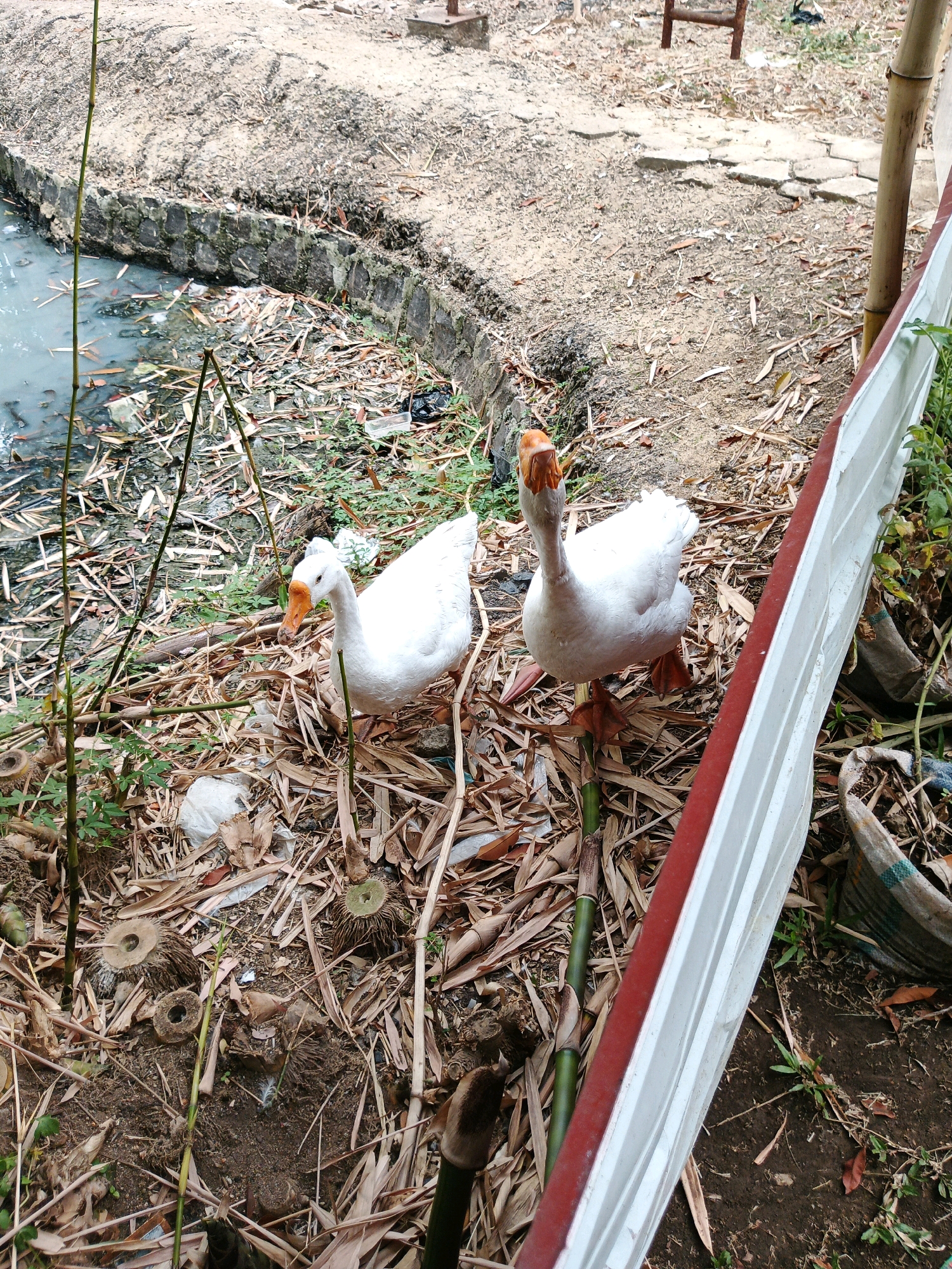 Two white geese with orange beaks and feet stand on a ground covered with dry leaves and bamboo stalks. One goose is facing the camera with its head up and mouth slightly open, while the other is facing to the left. In the background, there is a body of murky water with debris and a stone wall. A white railing with a red stripe runs along the right side of the image. The scene appears to be an outdoor area, possibly a park or backyard, in a tropical or subtropical climate. The presence of bamboo and the general state of the environment suggest a location in a developing area, potentially within the urban landscape of Bandung City, Indonesia.