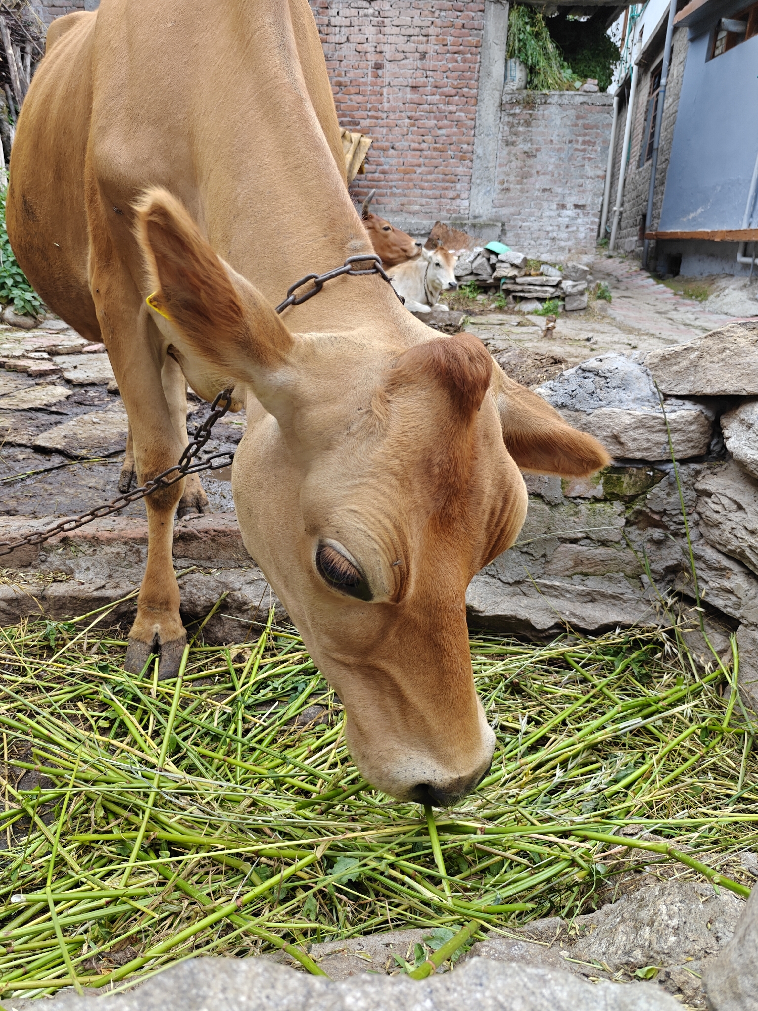 In Vashisht, India, a light brown cow is captured in a medium shot, with its head lowered to eat a pile of green fodder. The cow is tethered by a metal chain around its neck, which is visible around its upper chest. In the background, a smaller light brown calf can be seen standing, also with a chain around its neck. The environment appears to be a rustic, outdoor setting with a stone wall to the right and a brick wall in the distance. The ground is a mix of stone slabs and dirt, with the fodder spread across the foreground. The lighting suggests an overcast day.