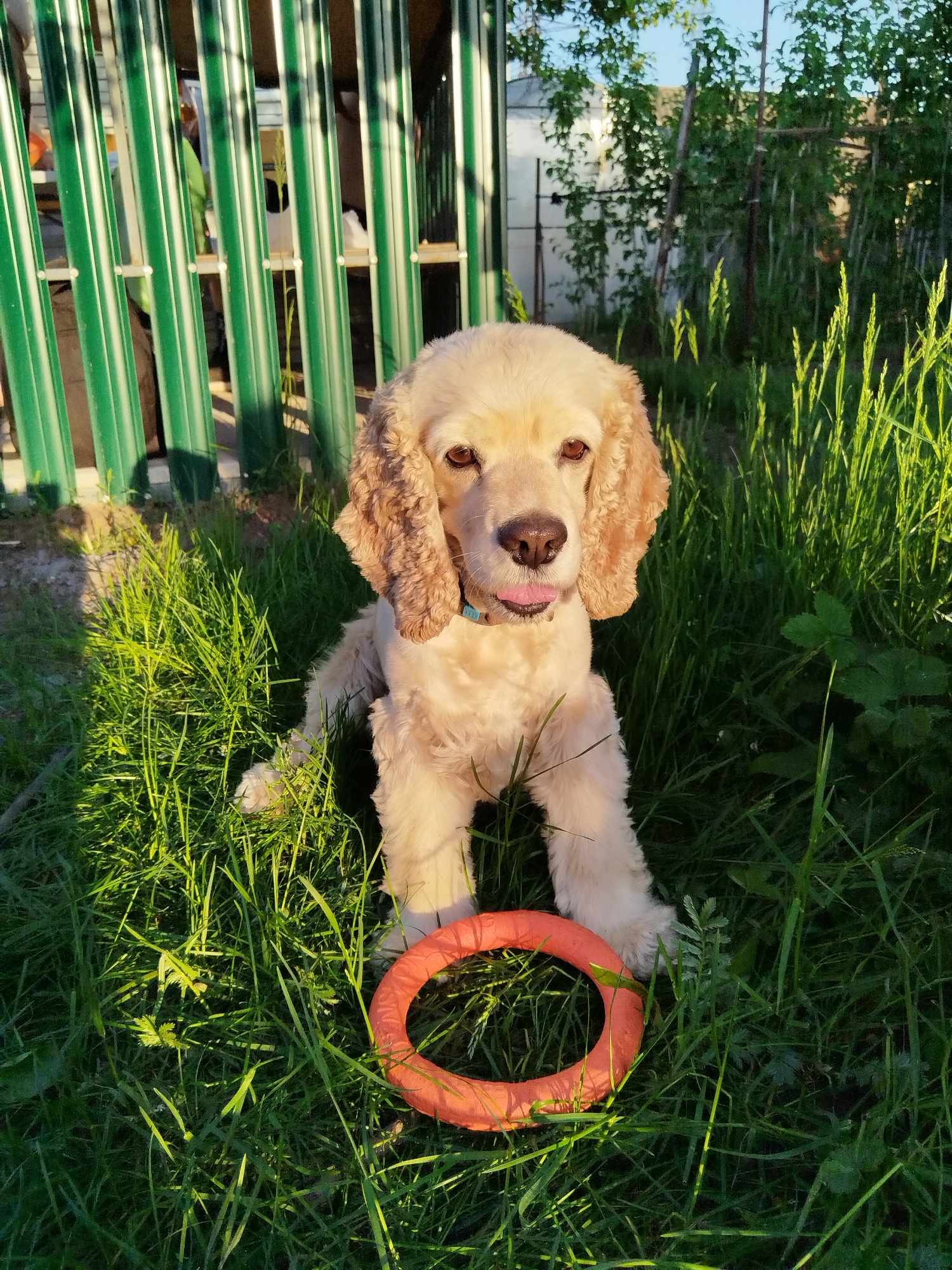 A Cocker Spaniel dog with light fur is sitting in tall green grass in a yard. The dog is in the foreground, and an orange rubber ring toy is in front of the dog. The dog has a light blue collar and its tongue is sticking out. Behind the dog is a green, metal fence. Beyond the fence is foliage from trees. The photo was taken in an outdoor setting. The location is in the city of Chaikovsky, Russia.