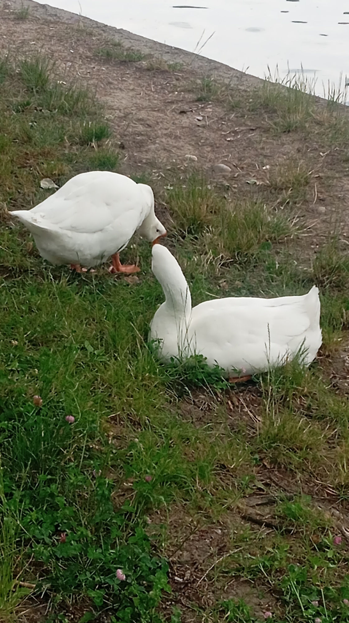 The image shows two white geese on a grassy area near a body of water. One goose is standing and bending its head down, possibly eating. The other goose is sitting or lying down with its neck extended upwards. The ground is a mix of dirt and grass, with some small pink flowers visible in the foreground. The water in the background appears calm with some reflections. The scene suggests a natural outdoor environment.