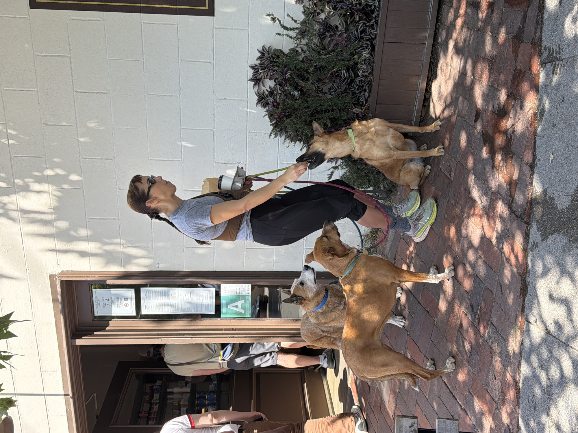 A woman with her hair in a braid and wearing sunglasses and a gray t-shirt, black leggings, and gray running shoes is standing outside a building, holding the leashes of three dogs. One of the dogs is a tan shepherd mix breed and the other two appear to be Australian cattle dog mix breeds, one being brown and the other being gray. The woman is carrying a cardboard tray with cups of coffee. There are other people standing inside the building. The building appears to be a cafe or small grocery store. The ground is paved with brick. There is a planter with green and purple plants near the woman. The front window has a sticker with the letter A on it. The building is likely located in Los Angeles, California.