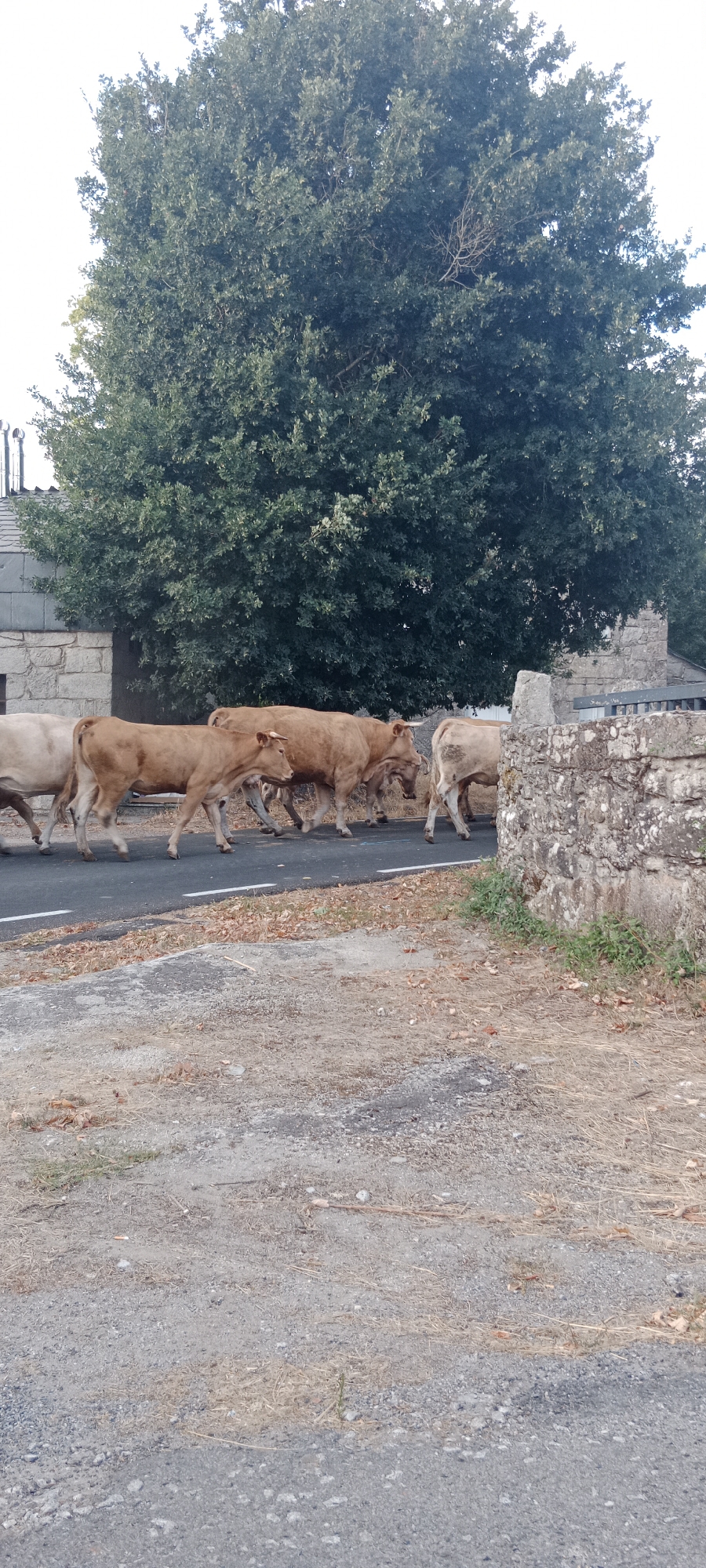 A herd of brown cows is walking on a paved road bordered by a stone wall and a large tree. The cows are walking from left to right across the frame. Some of the cows are facing forward, while others are partially obscured. The road has a white line marking its edge. The background features a dense green tree and a stone structure that appears to be a building or a wall. The ground on the side of the road is covered with dry leaves and gravel. The lighting suggests it is daytime, possibly late afternoon, with soft shadows.