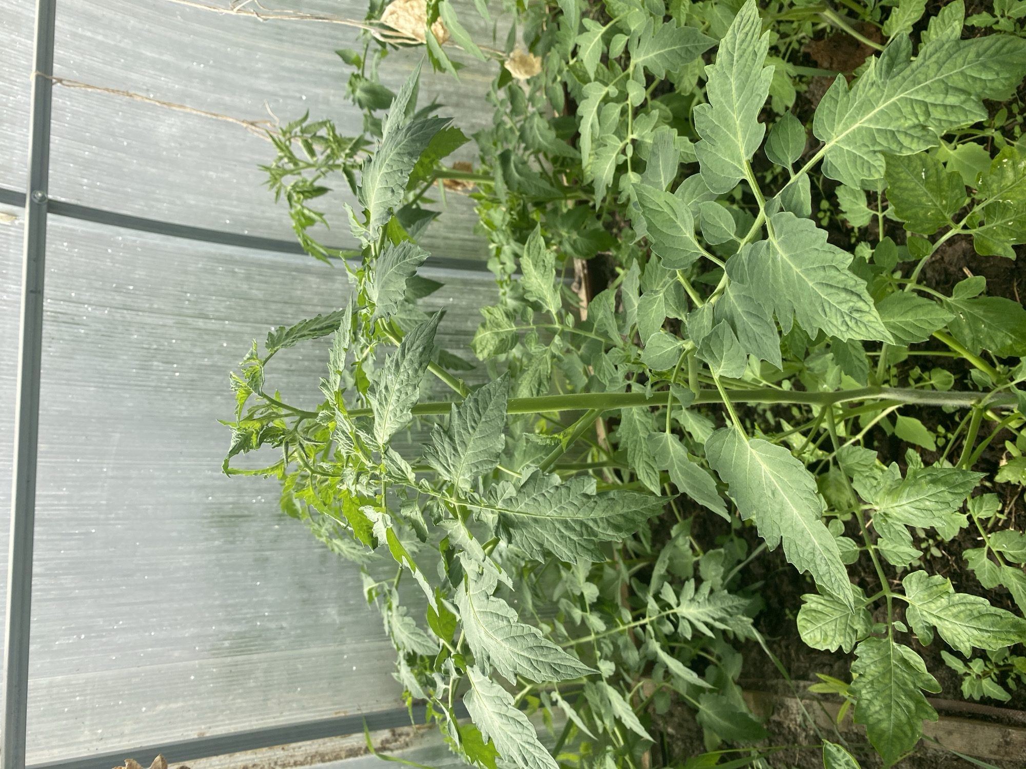 This image captures a vibrant green plant, most likely a tomato plant, thriving inside what appears to be a greenhouse or poly-tunnel. The plant dominates the frame, displaying numerous healthy, deeply lobed green leaves. Its main stem extends vertically, with several branches reaching outwards, some appearing to grow upwards towards the light source. The plant's foliage is dense, suggesting robust growth.
In the background and to the left, a translucent, corrugated or ridged wall of the greenhouse is visible, diffusing natural light and creating a bright, somewhat soft illumination. The metallic frame of the structure, possibly aluminum or steel, runs vertically and horizontally, providing support for the translucent panels. A thin piece of twine or string is tied to the frame in the upper left, hinting at methods used to support or train the growing plants. The ground beneath the plants consists of dark soil.
The overall scene depicts a well-maintained agricultural environment focused on cultivating plants. The bright lighting suggests it is daytime. No specific activity is captured, but the image conveys a sense of active plant growth within a controlled setting. There is no visible text in the image. Given the location context of Tyumen, Russia, the use of a greenhouse for growing such plants is a practical adaptation to local climatic conditions.