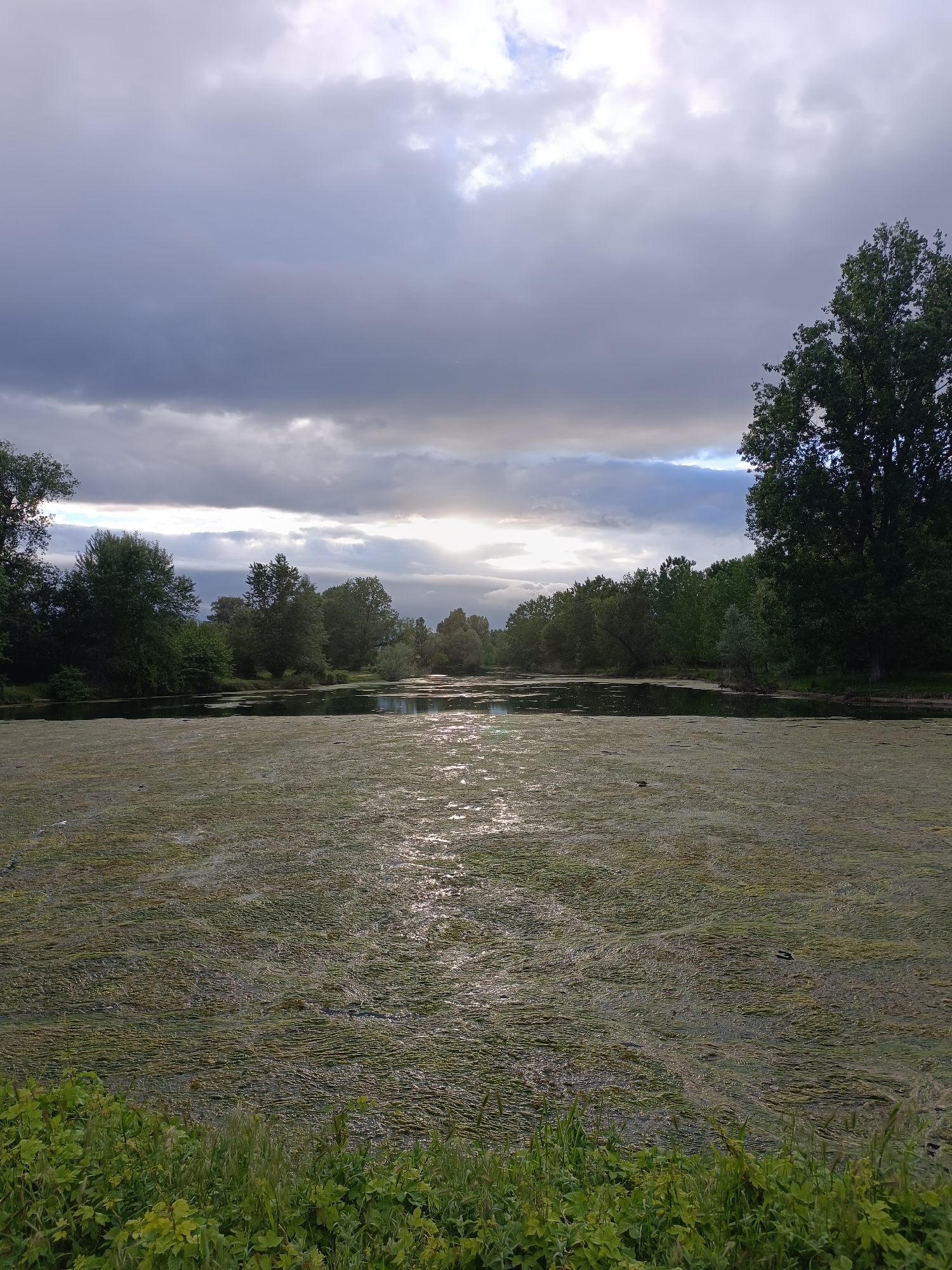 The image depicts a body of water, heavily covered with algae or similar vegetation, reflecting light from a partially cloudy sky. Trees line the far shore, creating a border between the water and the horizon. The foreground shows a patch of green vegetation. No people or animals are immediately visible. The location is presumed to be near Zlokuchene, Bulgaria based on the user’s request.