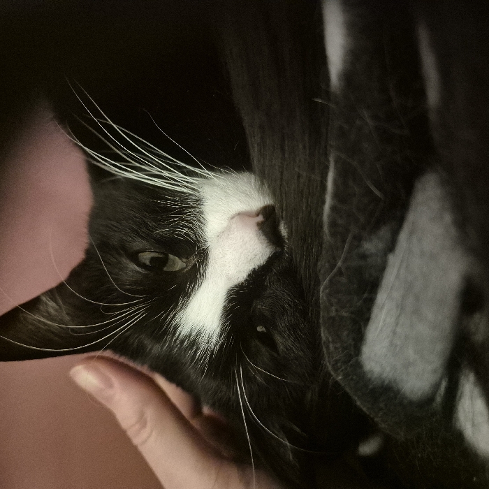 The image displays a close-up of a black and white tuxedo cat and a human hand in what appears to be an indoor setting. The cat is curled up, with its head positioned towards the upper left portion of the frame. It exhibits primarily black fur with a prominent white muzzle, chin, and chest area. Distinct white whiskers extend from its muzzle, and its nose is pink. The cat's left eye is partially visible, showing a green-yellow iris. A light-skinned human hand is positioned on the upper left, gently touching the cat's head or neck area. The background is an indistinct, soft, reddish-pink color, suggesting a fabric surface such as a blanket or cushion. The lighting is soft, consistent with an indoor environment. There are no discernible visual cues within the image to identify its specific location as Strasbourg, France, or any particular site within that city.