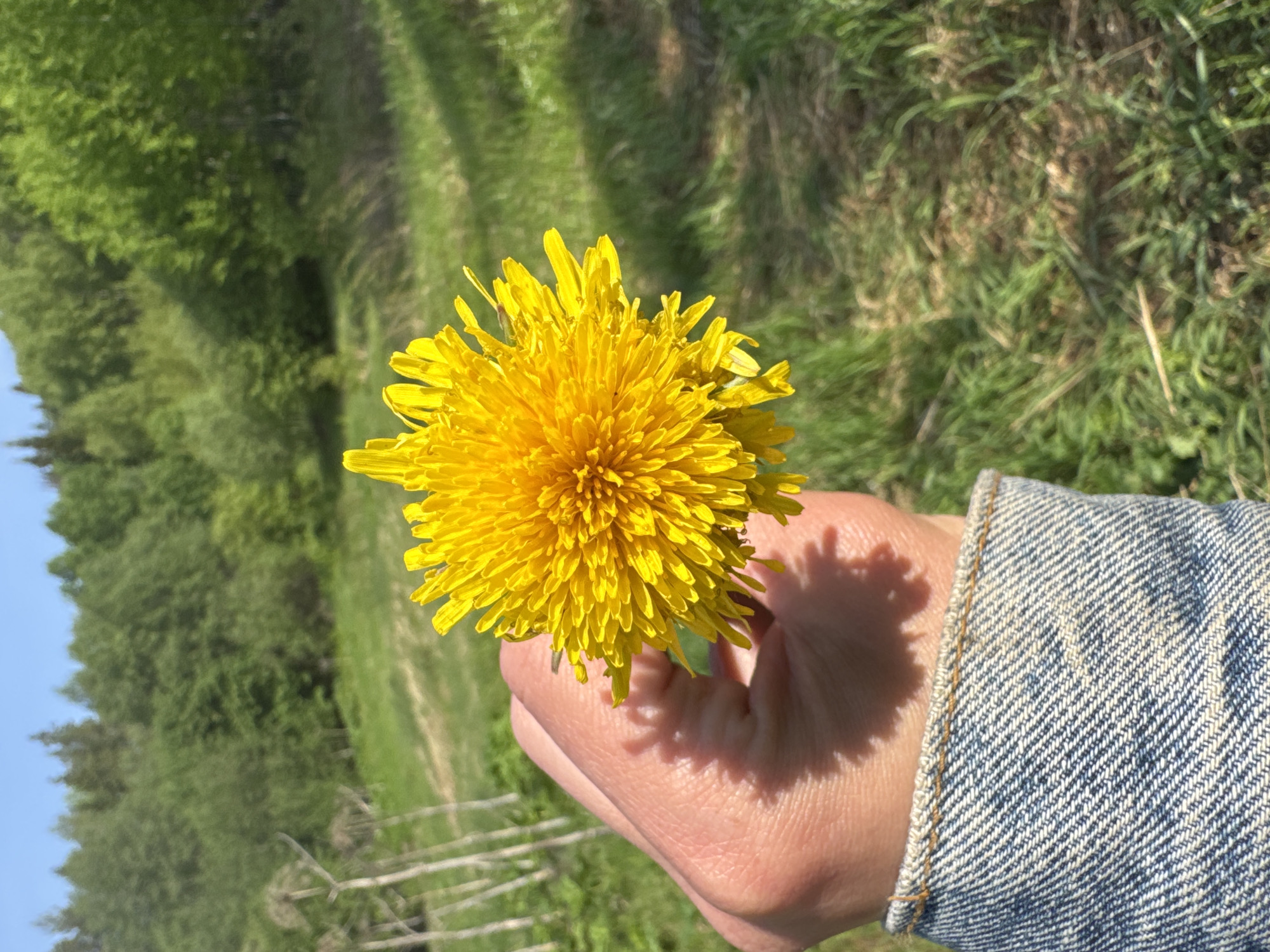 A person holds a vibrant yellow dandelion flower in their hand. The person is wearing a denim jacket. The background shows a grassy field with trees. The location is likely outdoors in a grassy area. There is no clear indication to prove that the location is the city of Krasnokamsk, Russia.