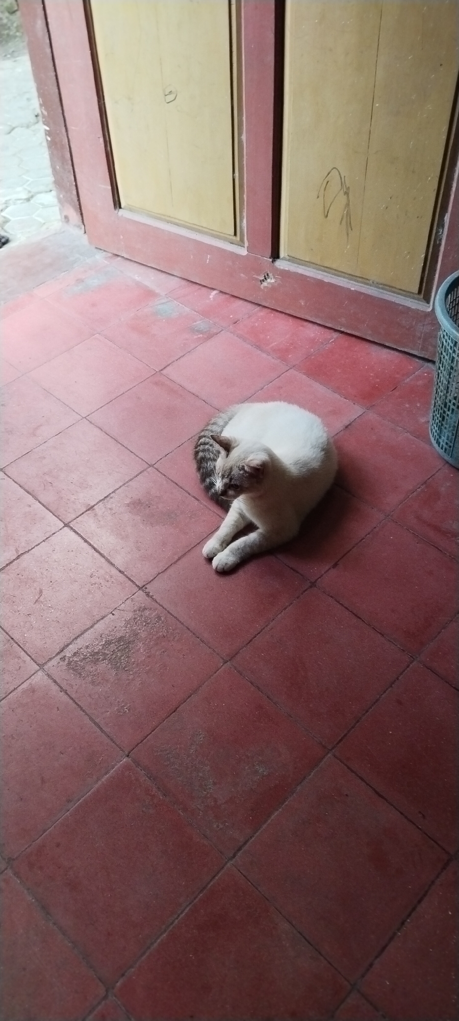In Jombang, Indonesia, a domestic short-haired cat is curled up sleeping on a tiled floor. The cat is mostly white with tabby markings on its tail and head. It is positioned in the center of the frame, lying on its side with its paws tucked beneath it. The floor is made of square, red tiles laid in a diamond pattern. To the left of the cat, a closed wooden door with a light yellow finish is visible. The door appears to have some faint markings or scratches on its surface. The environment appears to be indoors, possibly a home or a building with an open doorway. A portion of a grey plastic bin is visible in the upper right corner of the image. The lighting suggests it is daytime.