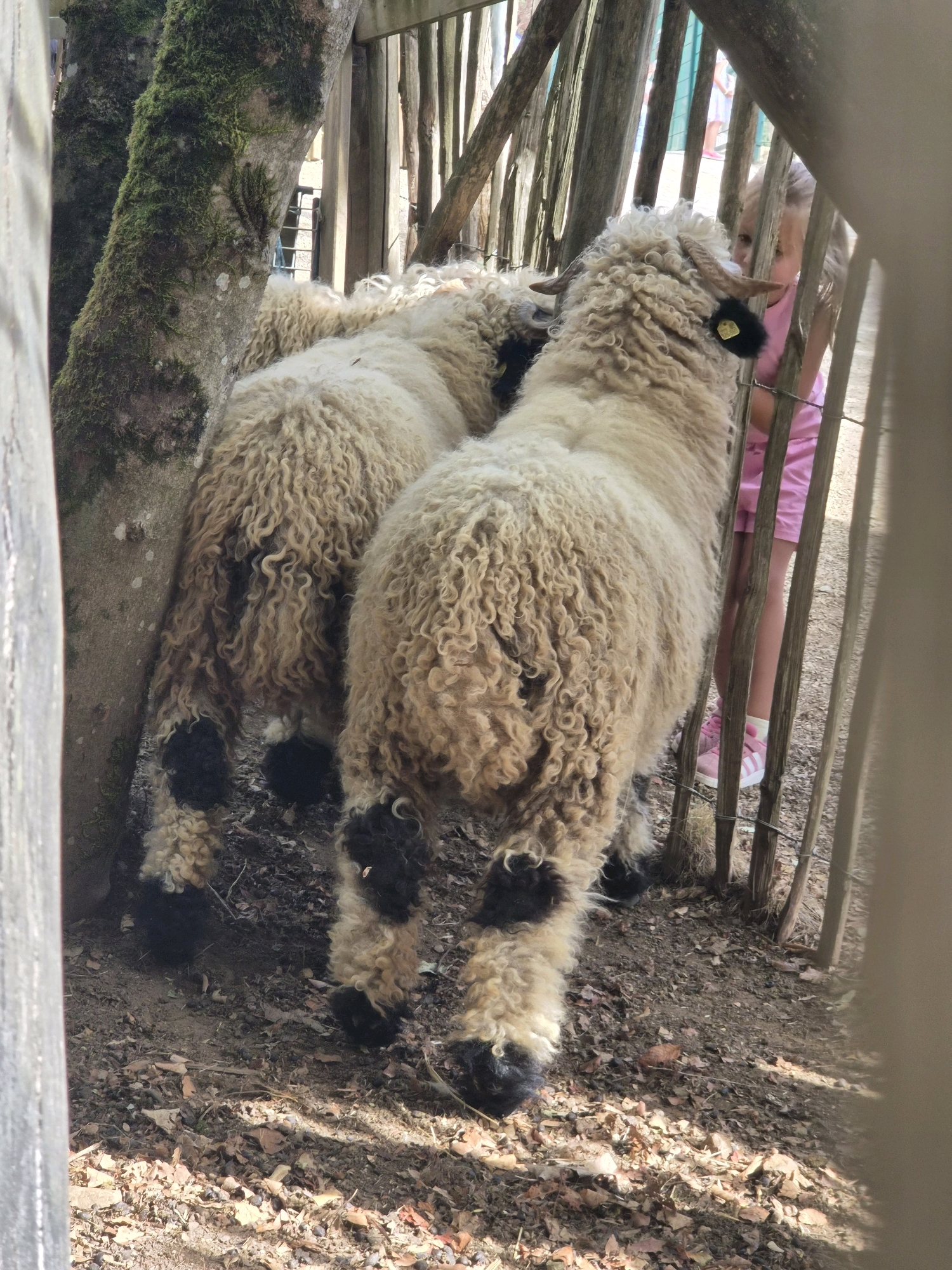In Esch-sur-Alzette, Luxembourg, two sheep with curly, cream-colored wool and black patches on their legs stand near a tree covered in moss. A young girl wearing a pink shirt and shorts and pink shoes is visible behind a wooden fence, looking towards the sheep. The ground is covered with dirt and fallen leaves. The scene appears to be an outdoor enclosure, possibly at a farm or petting zoo.