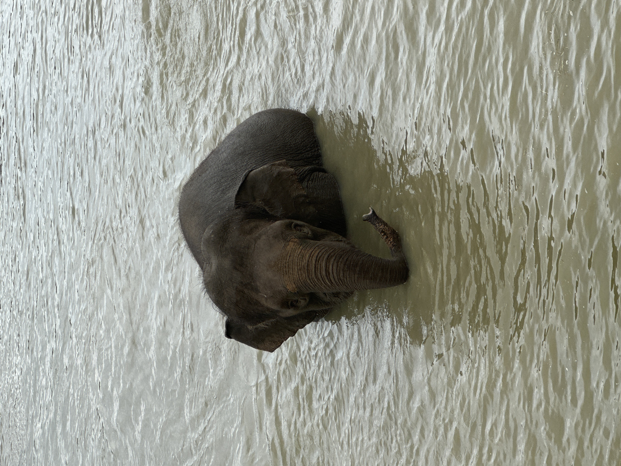 An elephant is partially submerged in murky water, facing the camera. The elephant's head and trunk are visible above the water, along with its back and left ear. The water is rippled, suggesting movement. The scene appears to be a natural body of water, possibly a river or lake, within the city of Nizhnyaya Shilovka, Russia. The lighting is overcast.