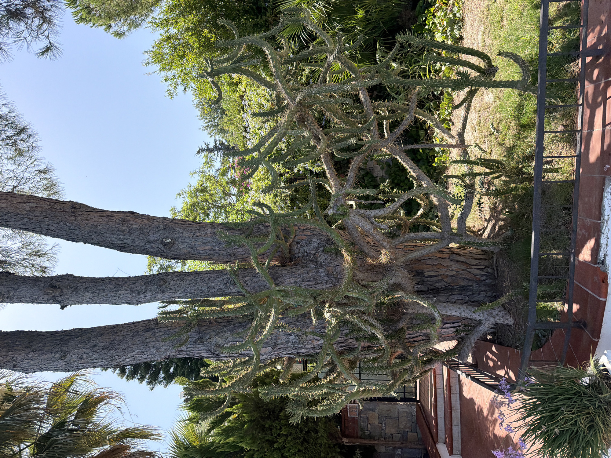 The image depicts a sunlit outdoor scene in Bodrum, Turkey, focusing on a large tree with an unusual cactus plant growing around its base and trunk. The cactus has numerous spiny, segmented branches that extend outwards, creating a dense, sculptural form. Several tall, thick tree trunks, likely pines, form the central structure of the scene. In the background, lush green foliage and trees are visible under a clear blue sky. To the left, a red-tiled pathway leads up a few steps towards a stone structure. A black metal fence encloses the area in the foreground, bordering a red tile pathway and a planter with purple flowers. The overall environment suggests a well-maintained garden or courtyard in a warm climate.