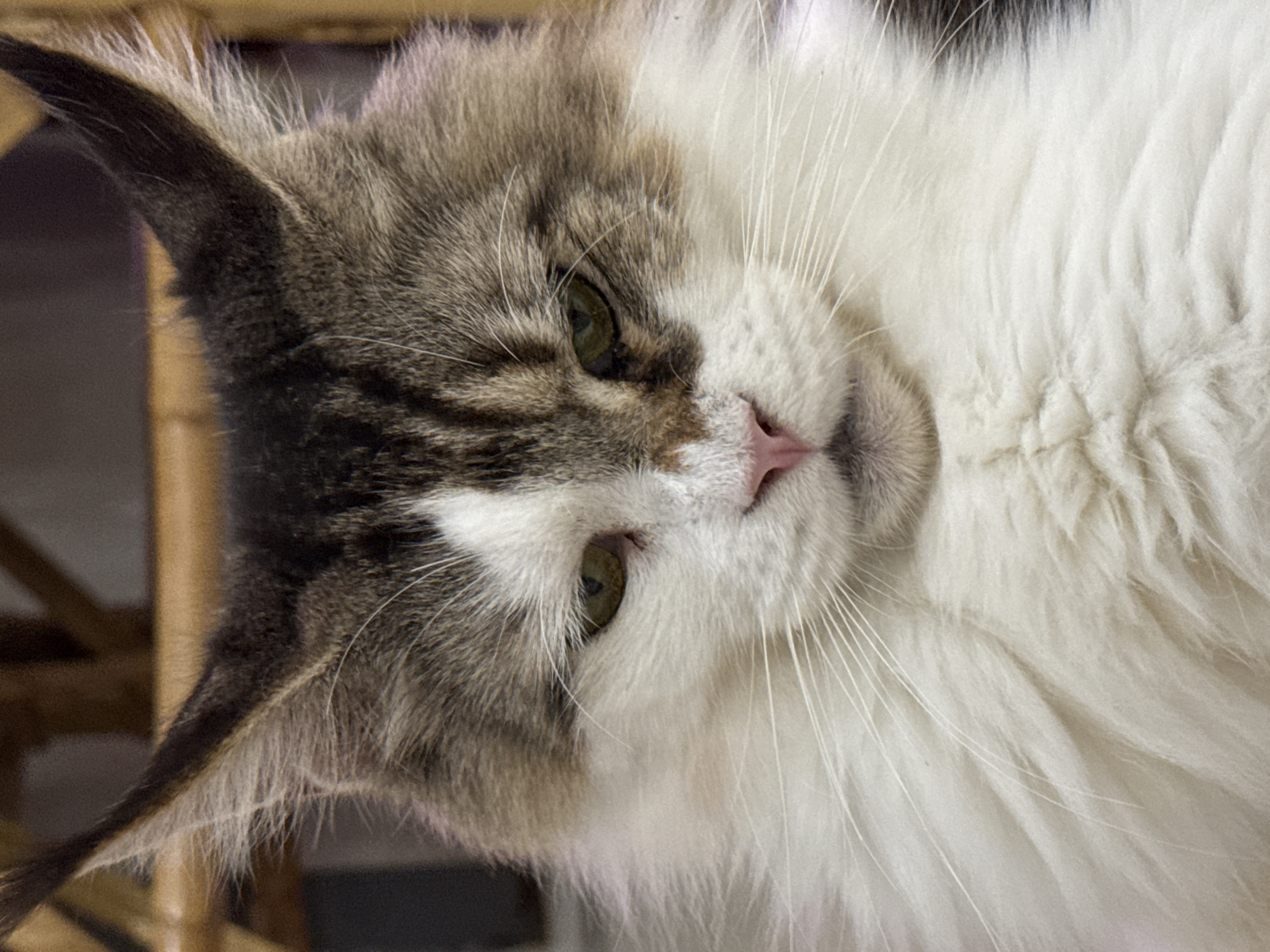 A close-up, head-on shot shows a fluffy cat with large, pointed ears and a white and brown striped pattern on its fur. The cat's eyes are green and it has a pink nose. The background is blurred and appears to be indoors, possibly with wooden furniture.