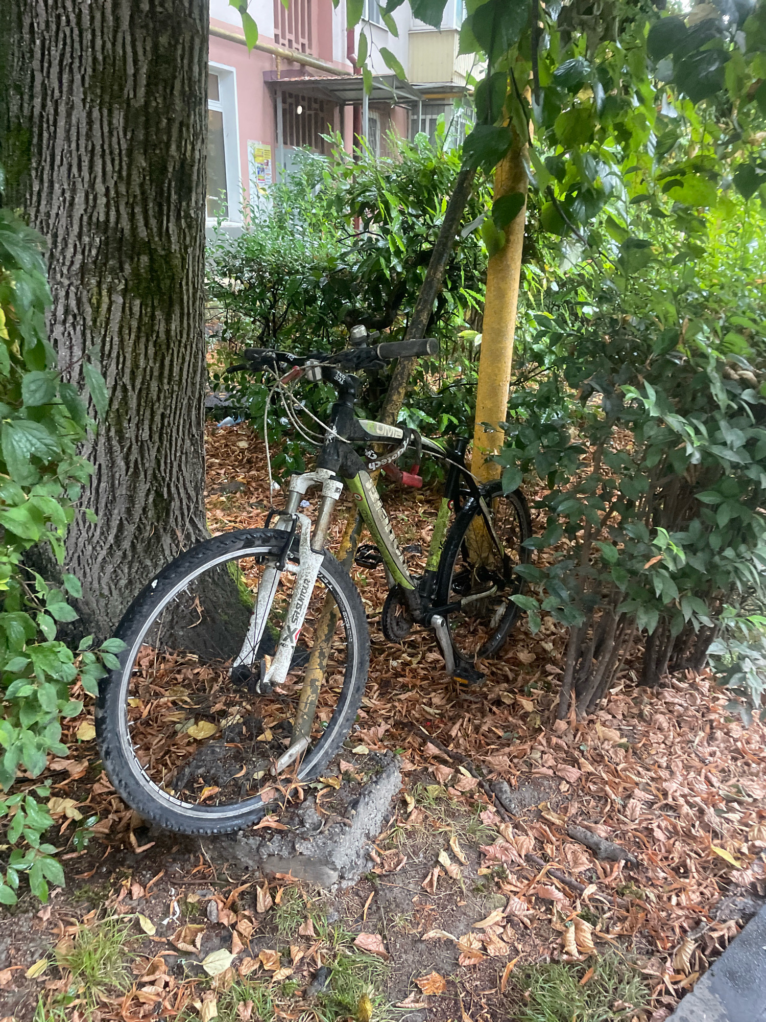 A green and white mountain bike is parked outdoors near a tree and bushes, with fallen leaves on the ground. The bike has a black frame with green accents, white front suspension, and black tires. It is leaning against a yellow-painted tree trunk, with its front wheel resting on a concrete block. In the background, a pink building with windows and a canopy is visible, along with more greenery. The scene appears to be in a natural or semi-urban environment, possibly a park or residential area.