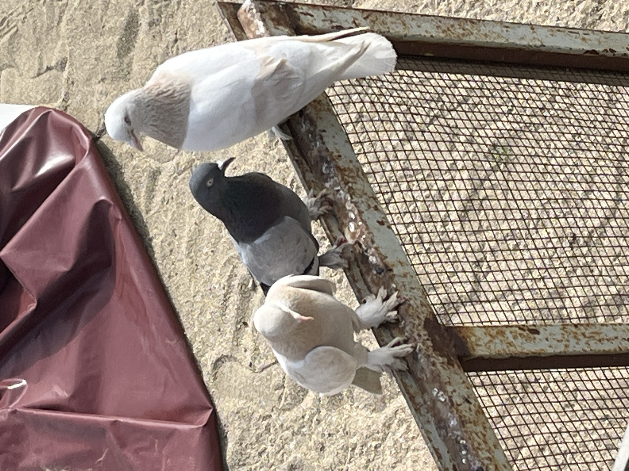 Three pigeons are perched on a rusty metal frame with a wire mesh backing. The top pigeon is white with a gray head. Below it is a gray pigeon with a dark gray head. The bottom pigeon is light brown and white. A partially visible maroon tarp is to the left. The backdrop is a beige concrete wall. This photo was taken in Alanya, Turkey.