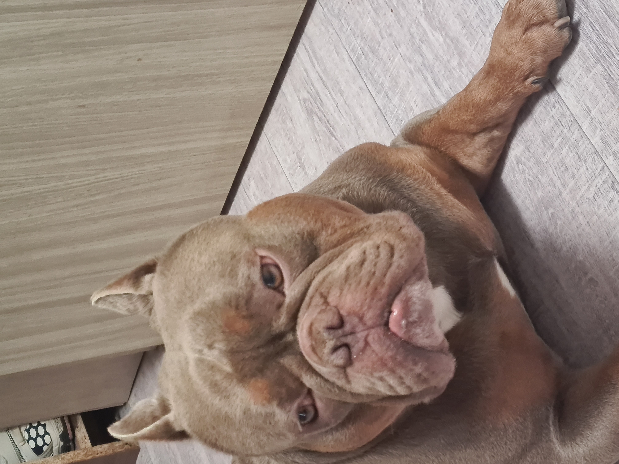 The image shows a dog lying on a floor. The dog is a light brown color with a wrinkled face and a pink nose. Its eyes are open and it appears to be looking at the camera. The dog's paws are visible, with one paw stretched out to the right of the frame. The floor is made of light-colored wood planks, with a darker strip of wood visible on the left side of the image. The lighting suggests it is daytime, but there are no clear indicators of the weather or specific time of day. The overall setting appears to be indoors, possibly in a home. There is no visible text in the image.
