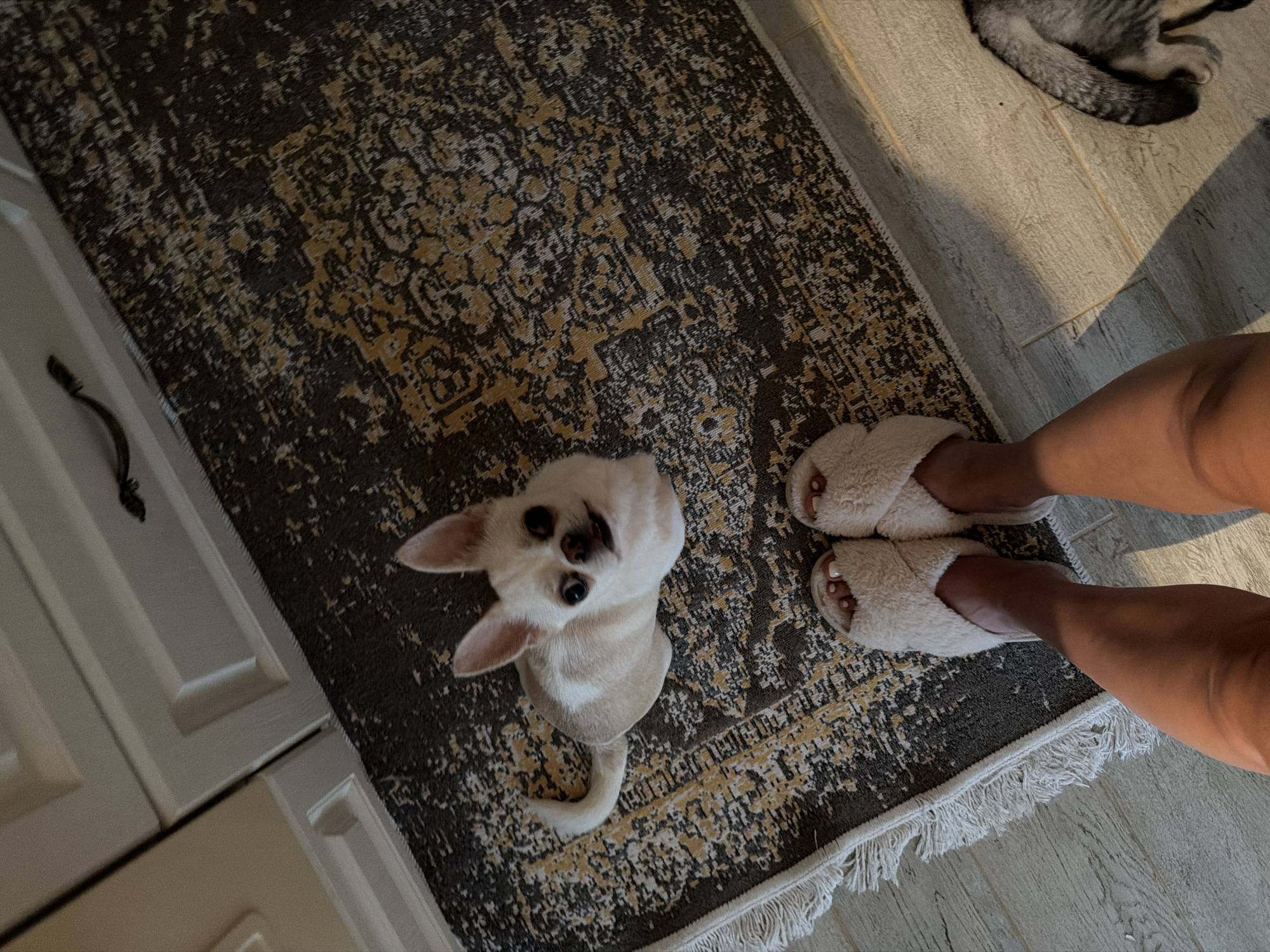 A small, light-colored dog with dark eyes and ears is looking up from a patterned rug. The dog is light tan with white markings on its chest and face. A pair of fuzzy, white slippers are visible on the right side of the image, worn by a person whose legs are also visible. The person is wearing white nail polish. The scene is indoors, with a wooden floor visible to the right of the rug and a white cabinet on the left. A shadow is cast from the right, suggesting natural light, possibly late afternoon. The overall mood appears relaxed and domestic. The image is taken from a high angle, looking down at the dog and slippers. There is no visible text.