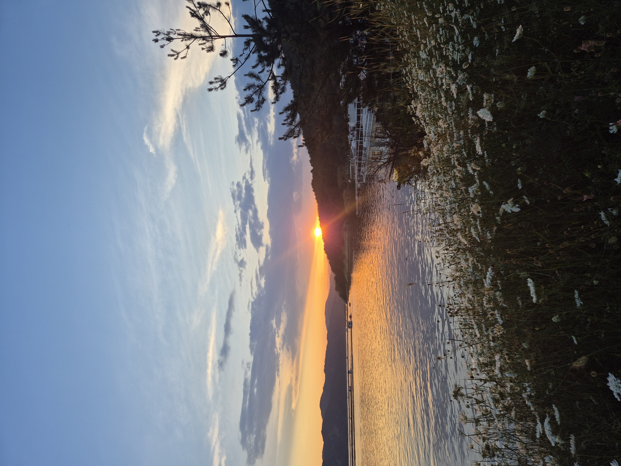 The image displays a sunset scene over a large body of water, identified as being in Brosh, Bulgaria. The sky transitions from a light blue at the top to vibrant orange and yellow hues near the horizon where the sun is setting. Scattered stratiform and cirrus clouds are visible, some dark against the illuminated sky, others catching the golden light. The sun, a bright orange disc, is positioned on the right half of the horizon, partially obscured by distant landforms, casting a strong glare and beams across the water.
The water surface reflects the warm tones of the sunset, appearing predominantly golden-orange with subtle ripples. In the mid-ground, stretching towards the left, several small, white, rectangular floating structures are dispersed across the water. On the far left horizon, a range of dark, undulating mountains or hills is silhouetted against the vibrant sky.
The immediate foreground on the right features a dense growth of short, dark green vegetation interspersed with numerous small white flowers, resembling wild daisies. Taller, slender grasses are also present. A prominent, dark-needled pine tree stands on the right side, extending from the mid-ground to the upper right, silhouetted against the sky. Closer to the right shore, a large, multi-level white floating structure, possibly a houseboat or a moored vessel, is visible. Behind these foreground elements and structures, forested hills rise, also appearing dark against the fading light. No people are visible within the frame.