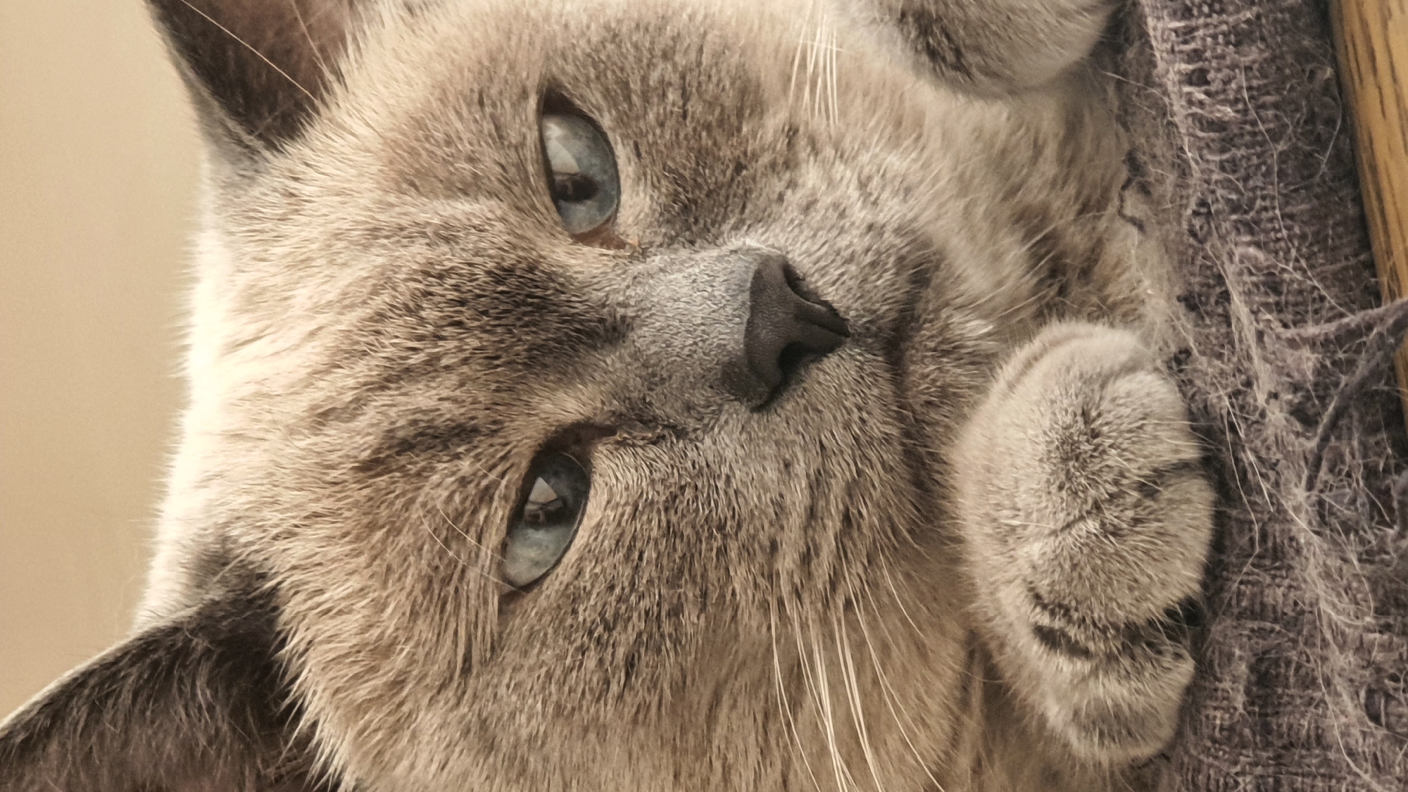 The image is a close-up, vertical, eye-level shot of a Siamese cat's face. The cat has light brown fur with darker brown markings around its ears, eyes, and nose, and striking blue eyes. Its paws are visible in the foreground, resting on a textured, dark gray fabric, possibly a blanket or rug. The background is a soft, blurred, light beige color. There is no indication of location in Krasnoyarsk, Russia, nor any other specific geographical or environmental context. The image focuses solely on the cat and its immediate surroundings.