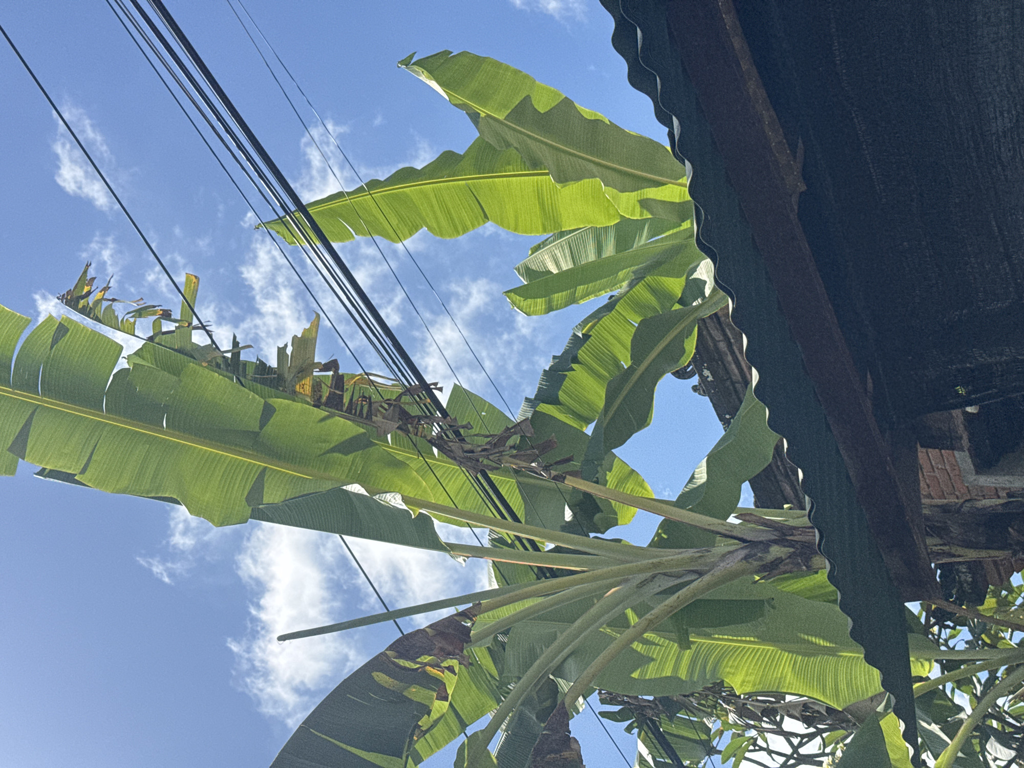 A low-angle shot reveals a banana tree in Ubud District, Indonesia, reaching towards a blue sky dotted with white clouds. Power lines diagonally cross the upper left portion of the frame. Part of a dark, corrugated roof is visible on the right side. The scene is bathed in sunlight, highlighting the texture and veins of the banana leaves.