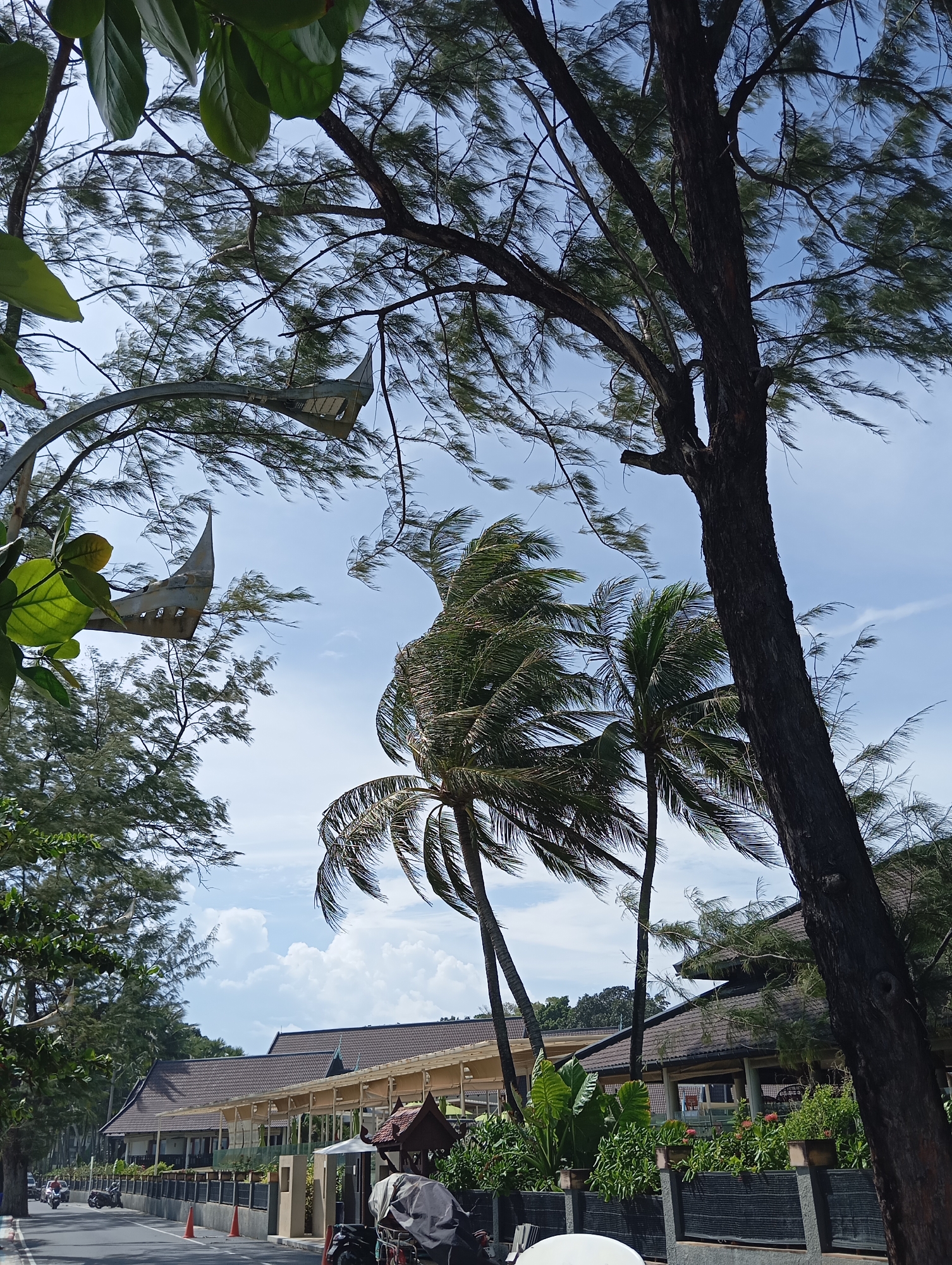 A low-angle shot captures a street scene in Karon, Thailand, with a focus on the interplay of natural elements and man-made structures. Dominating the foreground and mid-ground are several trees, including a large, dark-barked tree on the right and several palm trees with their fronds swaying in the wind. Their branches and leaves create a dynamic canopy against a bright blue sky dotted with white clouds. In the distance, a long, single-story building with a tiled roof and open-sided verandas stretches along the street. Orange traffic cones are visible along the roadside. A few motorcycles are parked on the street, and one appears to have a person on it, but their identity is obscured. The overall impression is one of a tropical coastal town on a windy day.