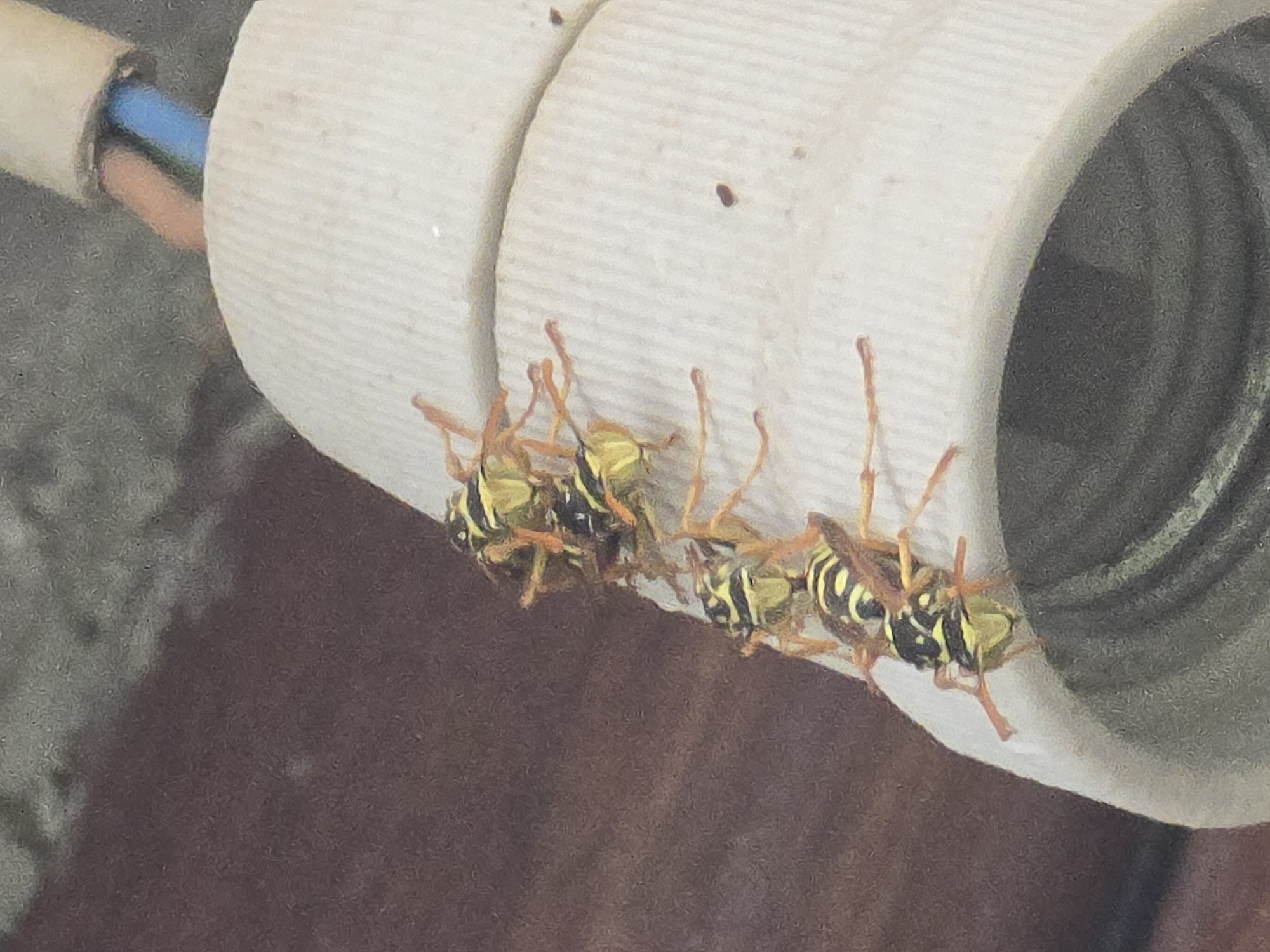 A cluster of four yellow and black wasps are perched on a white, ribbed, light fixture. The wasps are positioned in a vertical line, with the topmost wasp slightly offset from the others. The background consists of a dark brown, textured surface and a blurred grey area. The top right corner of the image shows a portion of electrical wiring, including a blue and a red wire extending from a white casing. The light fixture appears to be an outdoor or industrial setting, possibly in Podgorica, Montenegro.