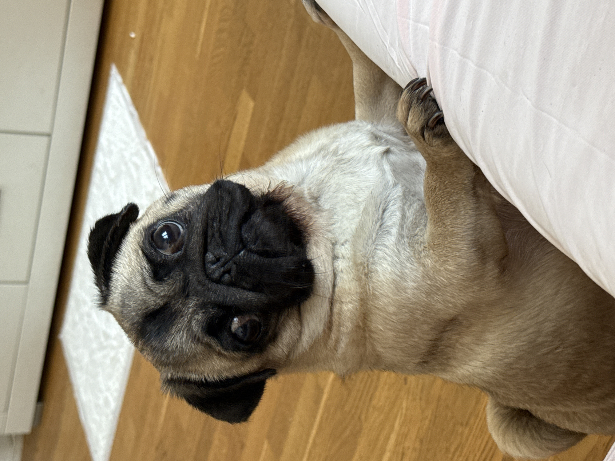 A pug puppy is captured in a close-up shot, standing on its hind legs and leaning against a pale pink surface, possibly a pillow or cushion. The puppy's head is tilted, and its large, dark eyes are looking directly at the camera. The fur is a light tan color, with darker shading on its muzzle and ears. The background features a wooden floor and a glimpse of a white rug and a white cabinet. The lighting is natural, highlighting the puppy's features and fur texture.