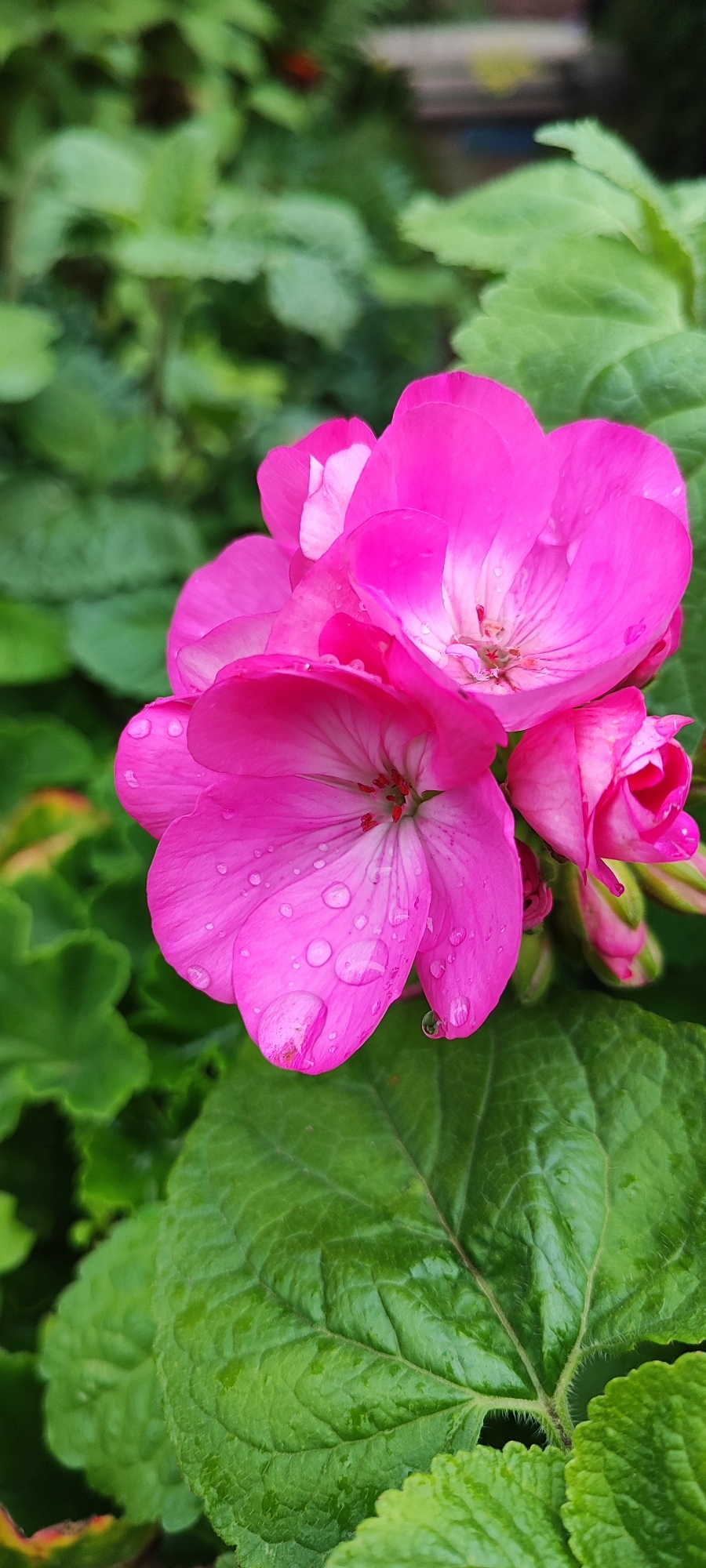 The image shows a close-up of pink geranium flowers with water droplets on their petals. The flowers are in full bloom, with several petals unfurled and one bud visible. The background consists of lush green leaves, suggesting a garden setting. The lighting is soft, possibly indicating an overcast day or early morning. There are no people or any other discernible objects or actions in the scene. The image does not provide any specific information about its location in Лёзненскі сельскі Савет, Belarus, beyond the general context of an outdoor environment.