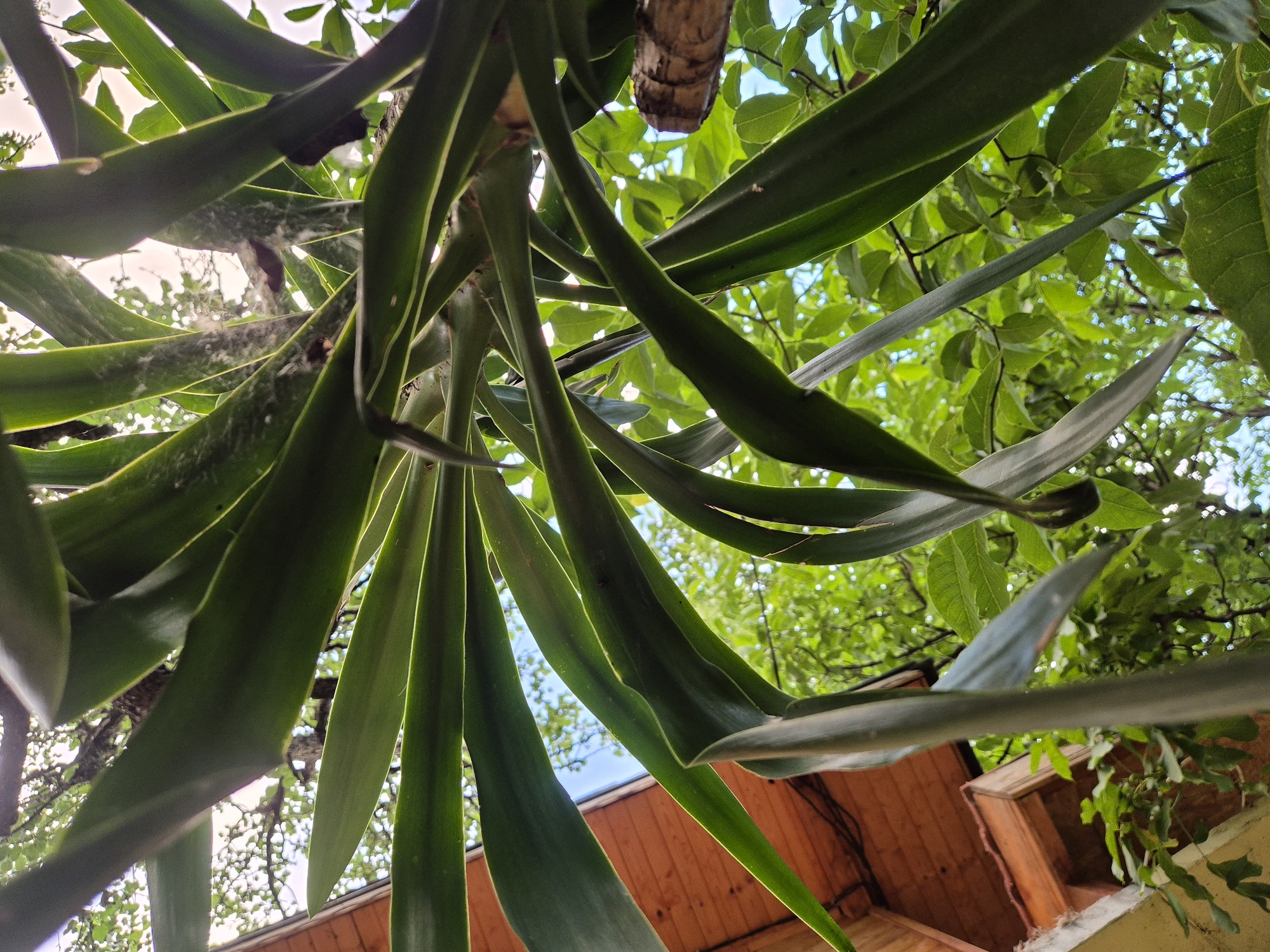 This upward-angled photograph, taken in Busmantsi, Bulgaria, captures a detailed view from beneath the dense foliage of a large, green-leaved plant, consistent with a Yucca species. The plant's numerous long, sword-shaped leaves, varying in shades of green depending on light exposure, dominate the foreground and mid-ground. Several leaves exhibit fine, translucent white fibrous material, indicative of either spider webbing or environmental debris. A portion of the plant's woody, segmented trunk is visible in the lower-center of the frame.
In the upper-left quadrant, a wooden architectural element is present, composed of visible planks and beams, suggesting the underside of a roof overhang, an eave, or a balcony structure. A dark electrical wire runs horizontally along a section of this wooden structure. Adjacent to the wooden structure, additional smaller green leaves from a different plant are visible.
The background, particularly in the upper-right and central areas, reveals an expanse of blue sky. This sky is partially obscured by the silhouettes of tree branches and numerous smaller, light-green leaves from other trees, indicating an outdoor environment beneath a canopy. No human subjects or identifiable actions are present within the scene.