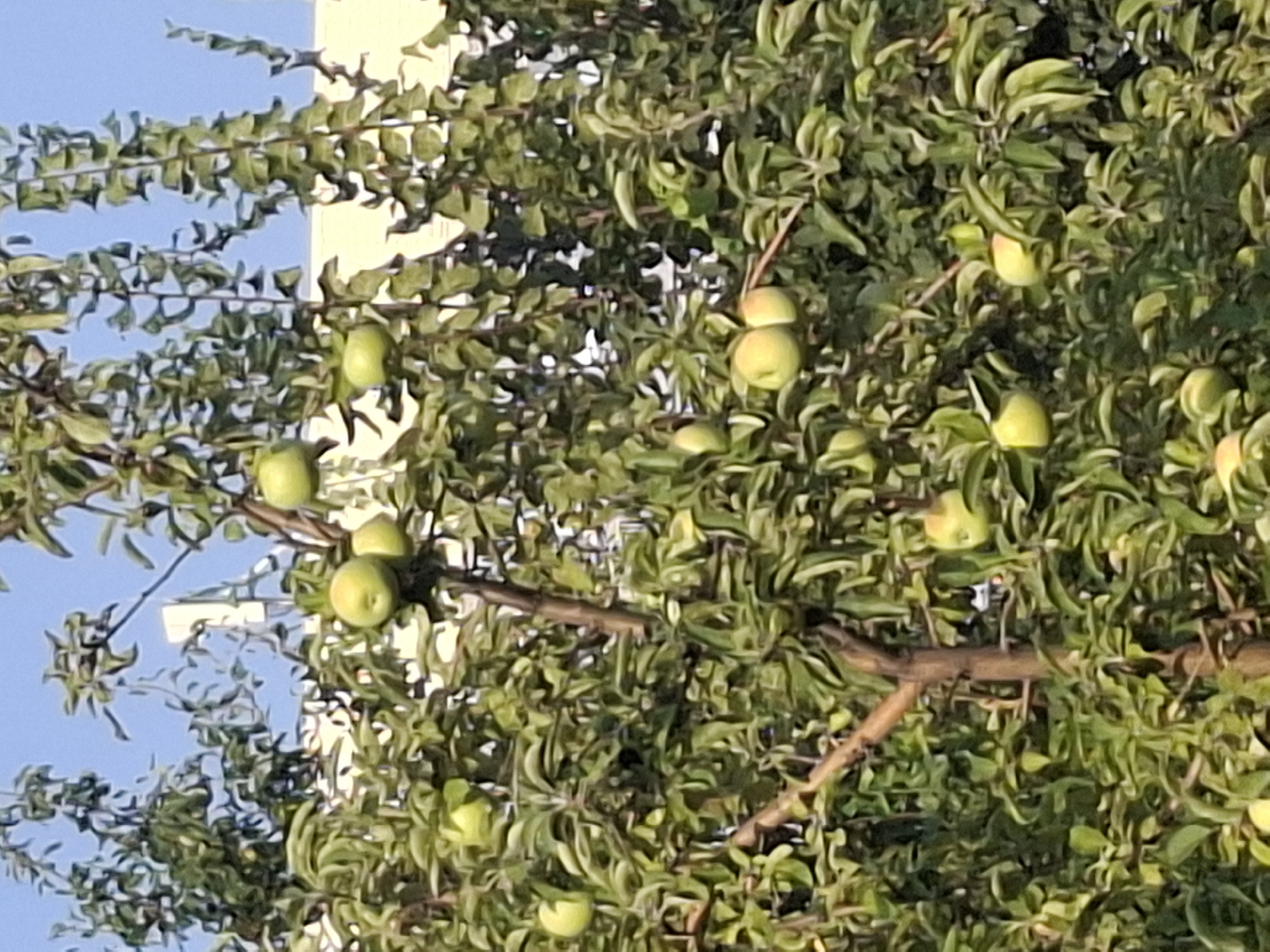 The image shows an apple tree laden with unripe green apples, set against a clear blue sky and a light-colored building in the background. The tree's branches are thick with green leaves, and several apples are visible throughout the foliage. The setting appears to be a residential or park area in Almaty, Kazakhstan, suggested by the presence of the building and the type of vegetation.