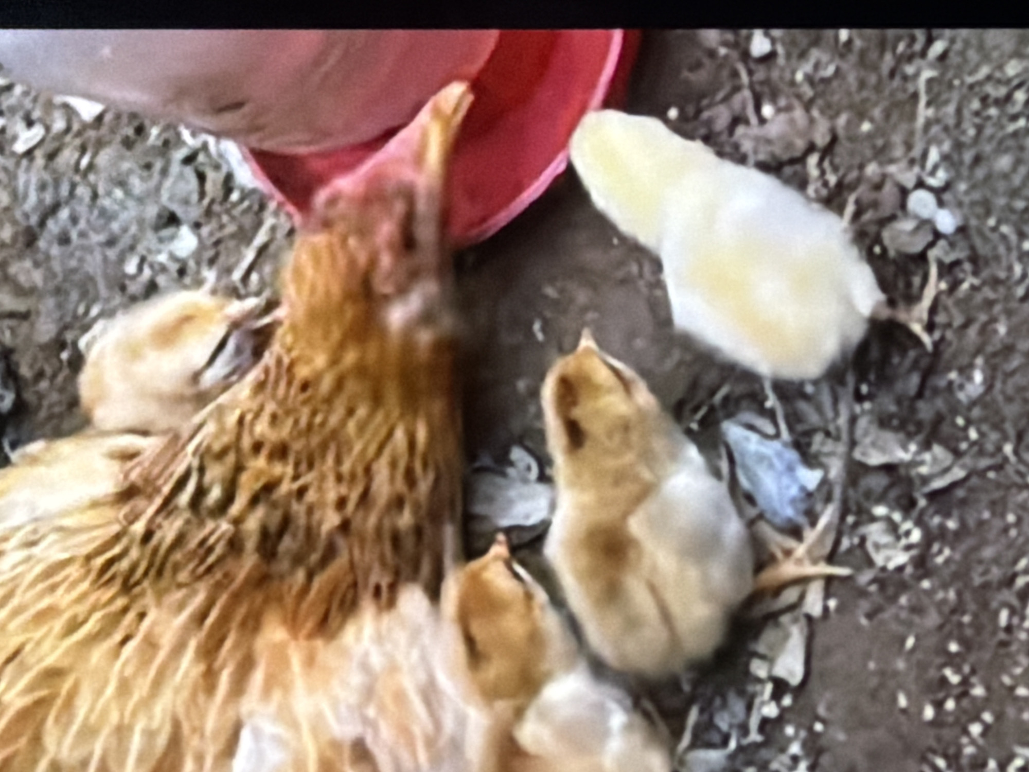 The image shows a hen with three chicks on a dirt ground. The hen is light brown with darker brown speckles and is lying down, with its head facing towards a red water dispenser. Two chicks are nestled close to the hen, one with its head under the hen's wing. The third chick is standing to the right of the hen, facing away from the viewer. The ground is covered with dirt and small white pebbles. The image is a close-up and does not provide any contextual information about its location in Bukuru, Nigeria.