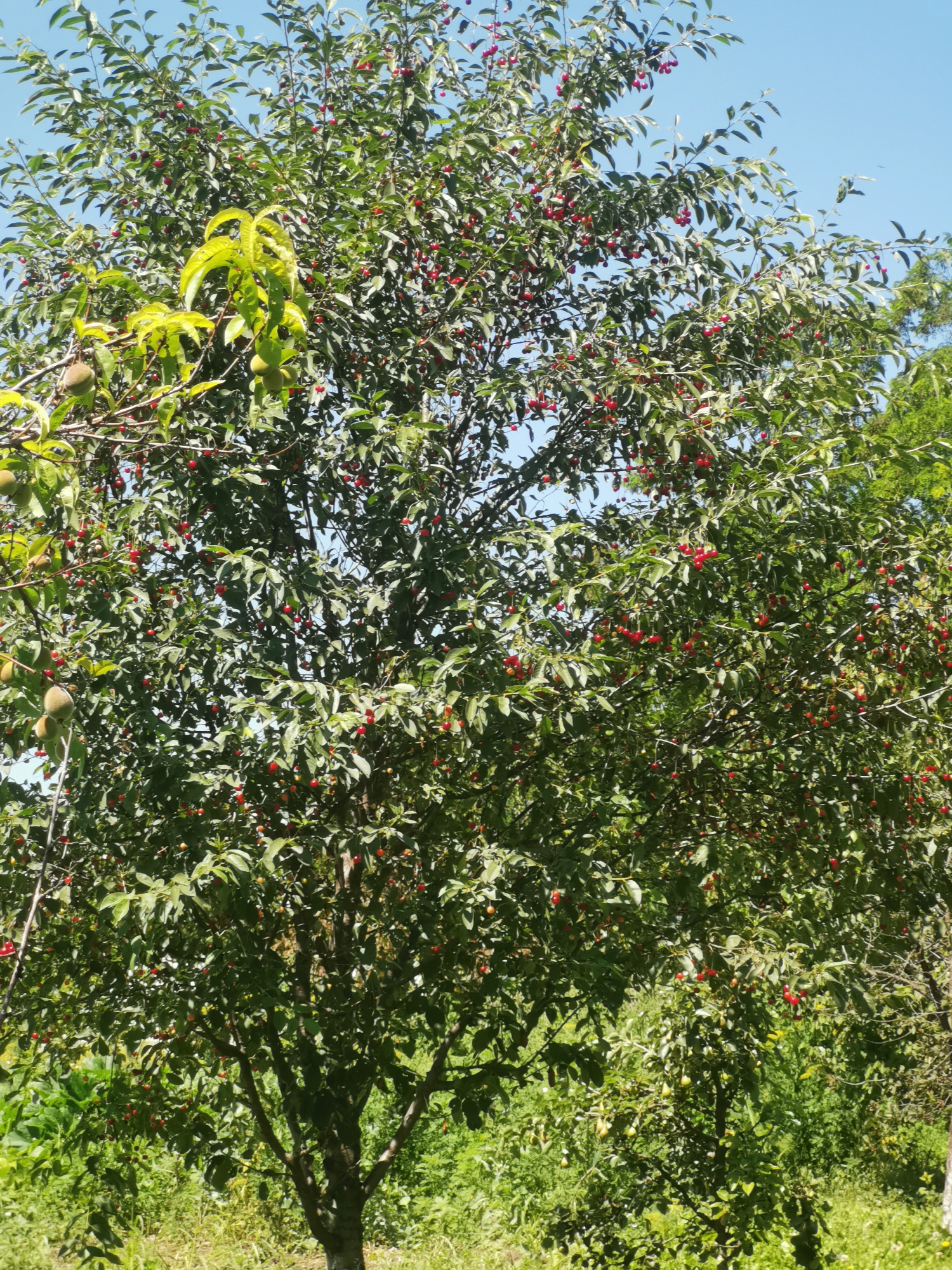The image displays a vibrant, sun-drenched outdoor scene, predominantly featuring a large tree laden with ripe red cherries. The tree's branches are densely packed with green leaves, creating a lush canopy, and scattered among the leaves are numerous small, red cherries, some still attached to thin stems. To the left of the cherry tree, several unripe, greenish-yellow fruits, possibly peaches, are visible on a separate branch. The tree stands in a natural, somewhat wild environment, with abundant green foliage, tall grasses, and other vegetation surrounding its base and extending into the background. The sky above is a clear, bright blue, indicating fair weather. The overall impression is one of natural abundance and a summer harvest. The location is identified as Kubina, Russia, suggesting a rural or semi-rural setting. No people or animals are present in the image.